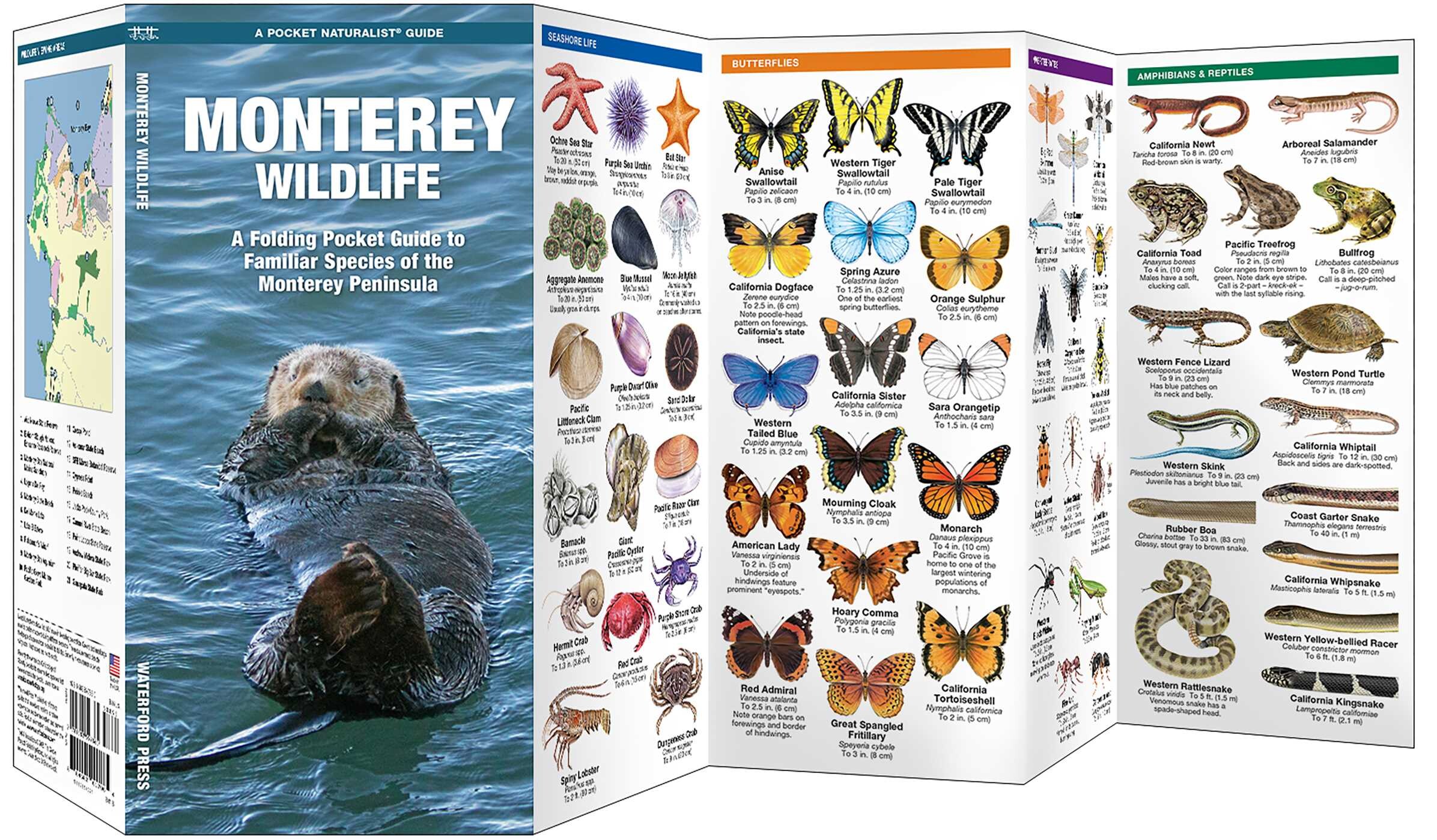 Monterey Wildlife
