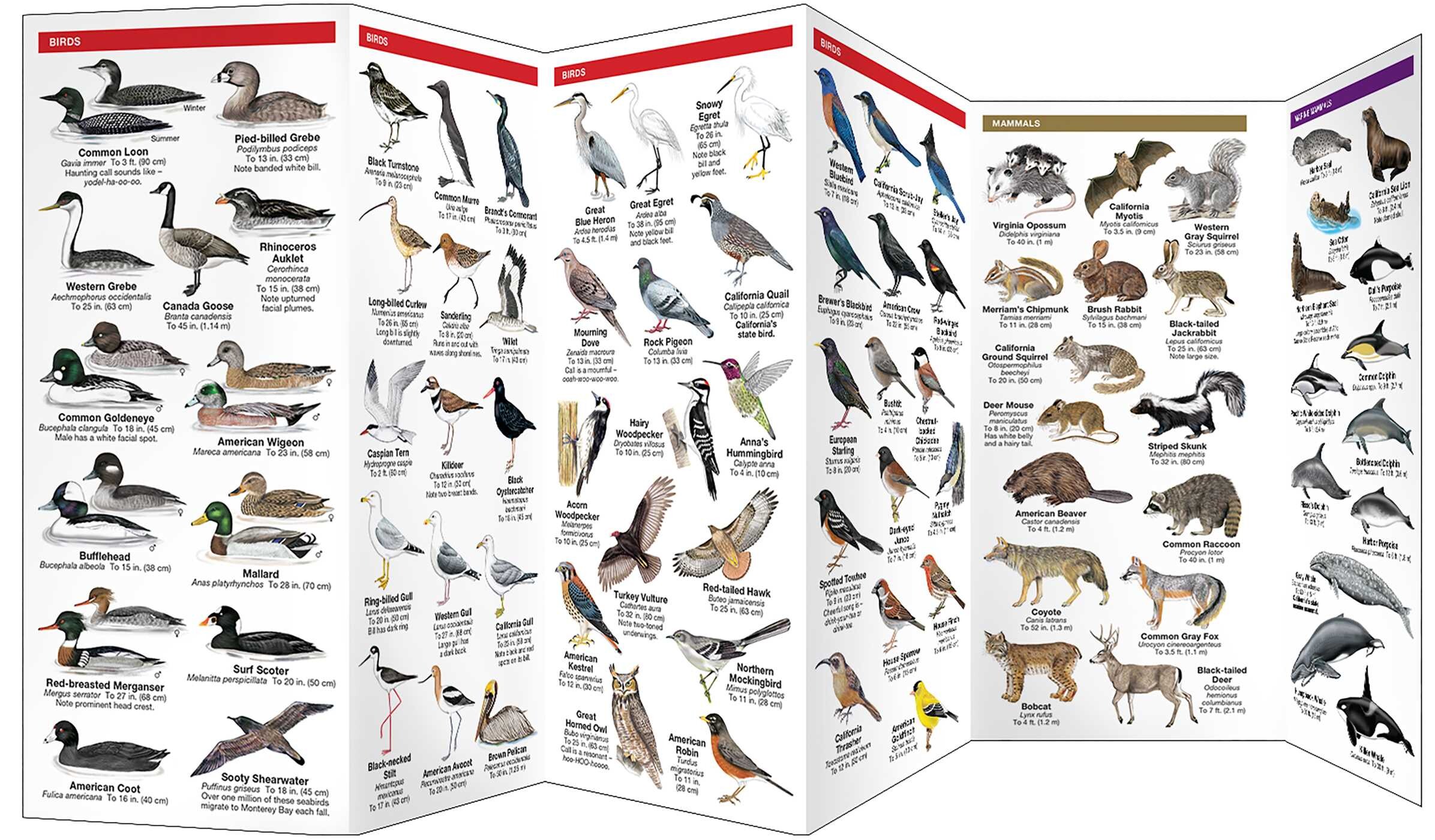 Monterey Wildlife