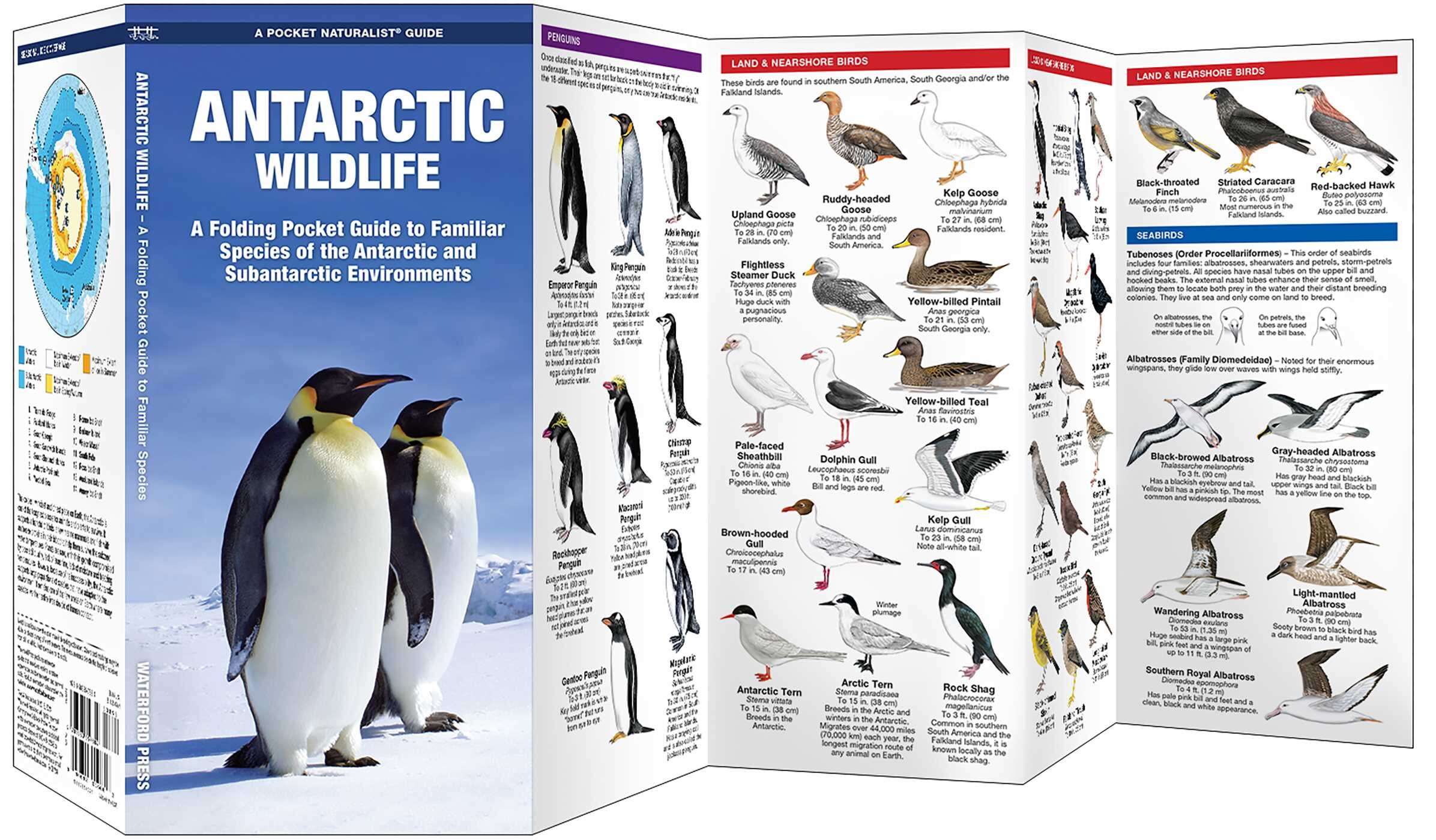 Antarctic Wildlife