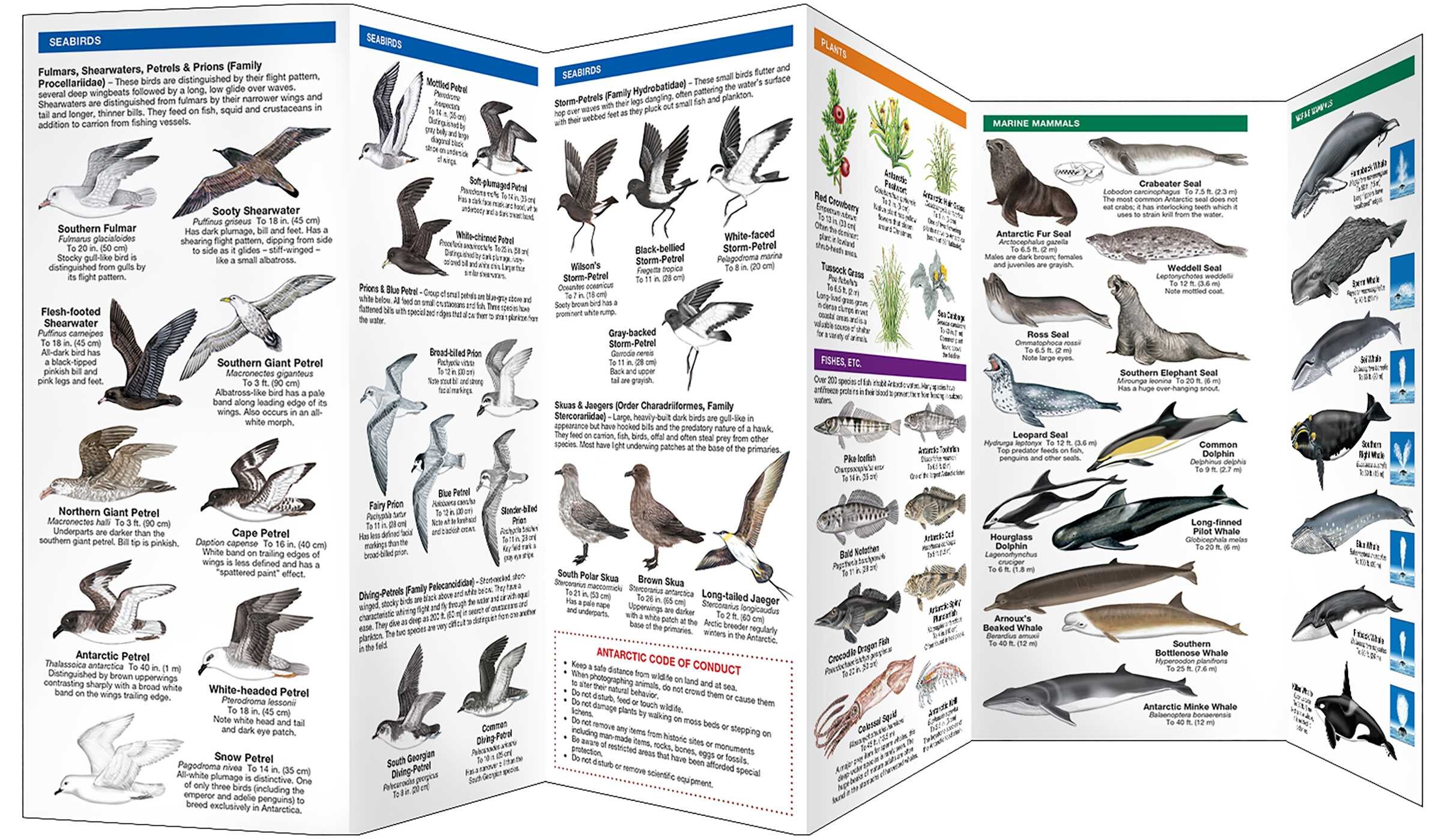 Antarctic Wildlife