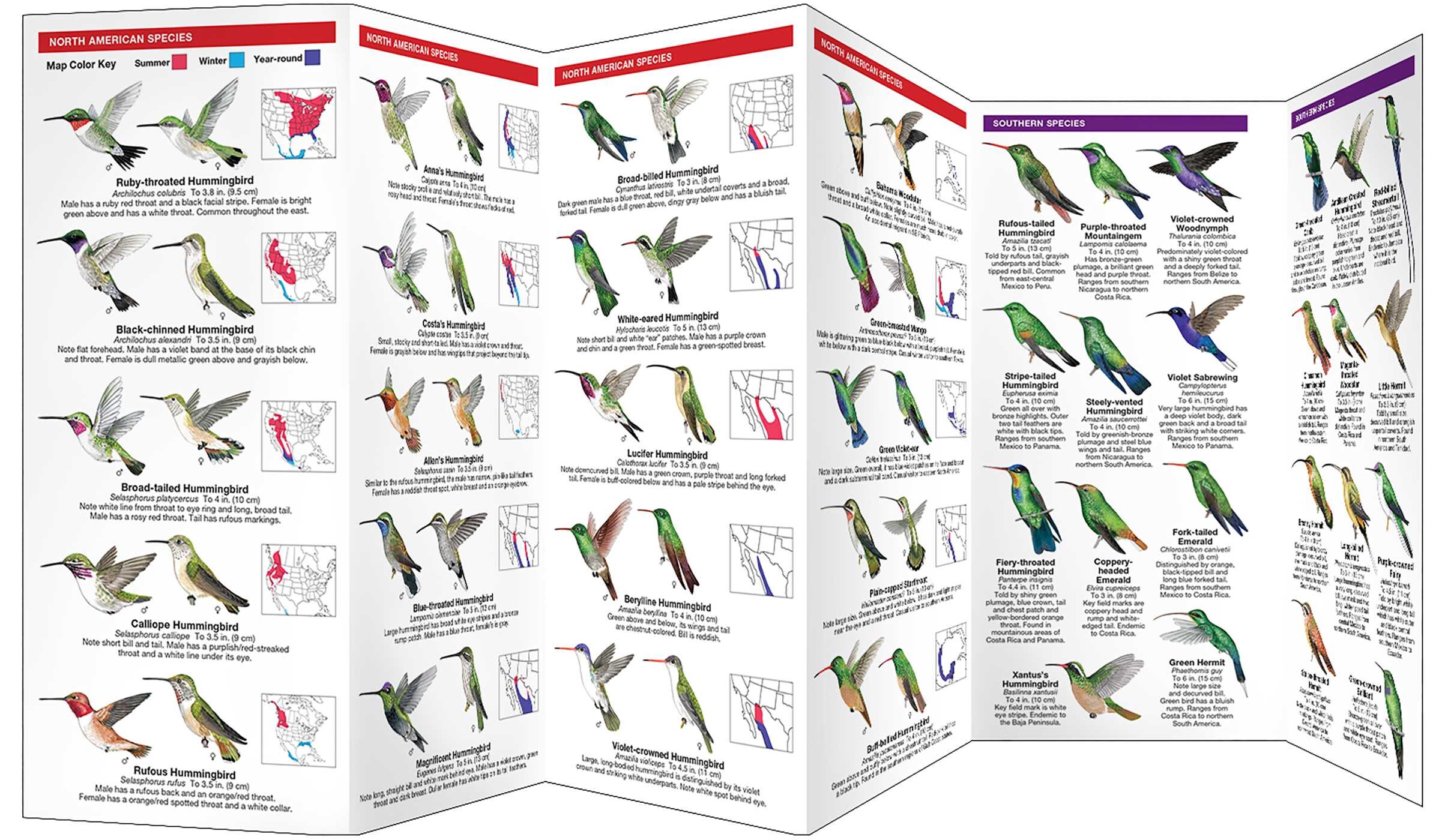 Hummingbirds, 3rd Ed