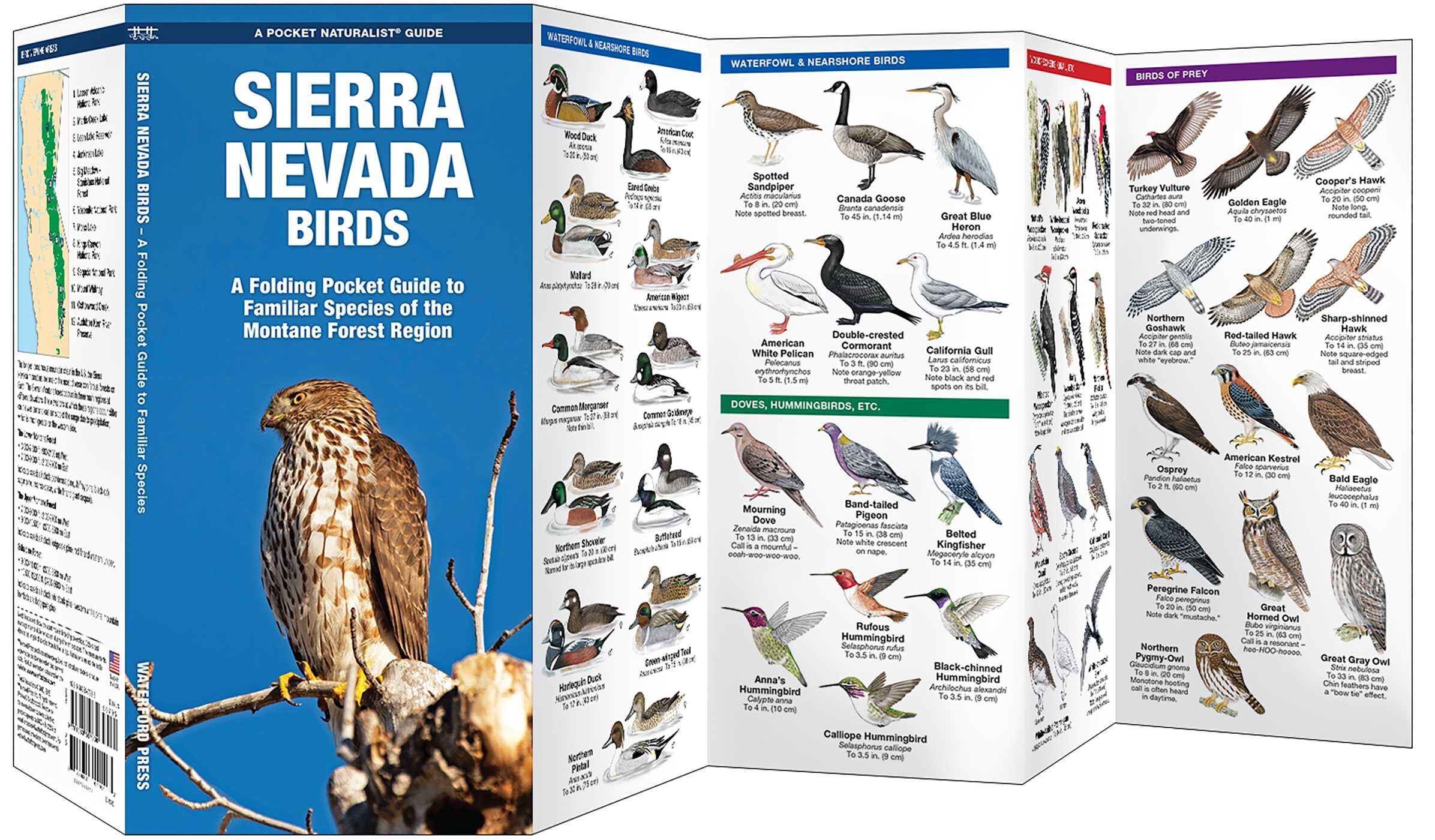 Sierra Nevada Birds