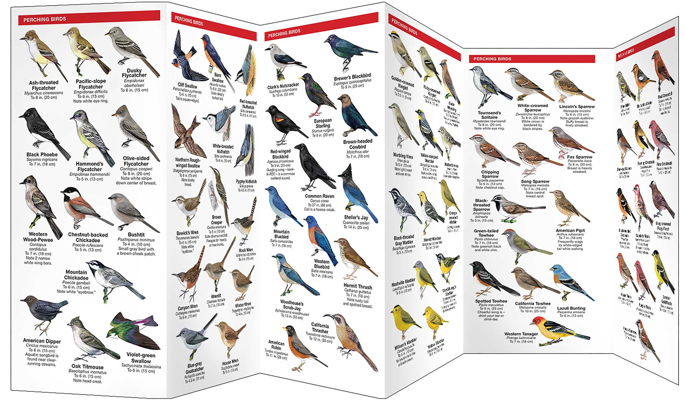 Sierra Nevada Birds
