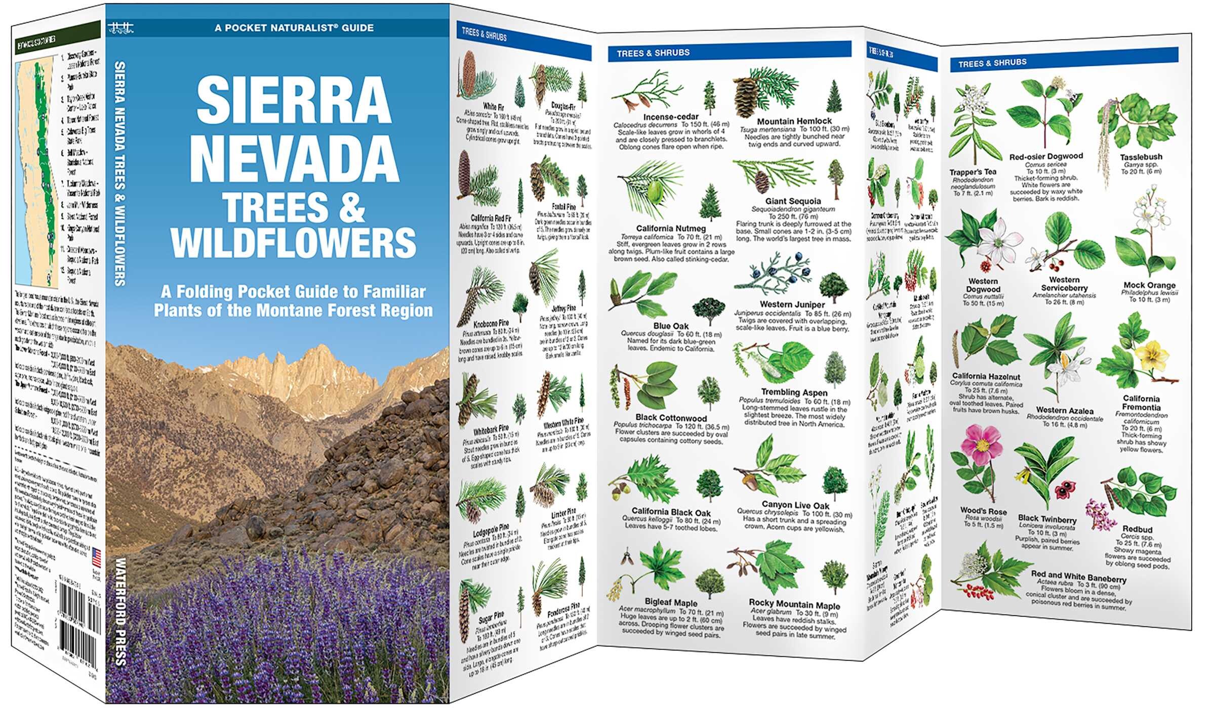 Sierra Nevada Trees & Wildflowers
