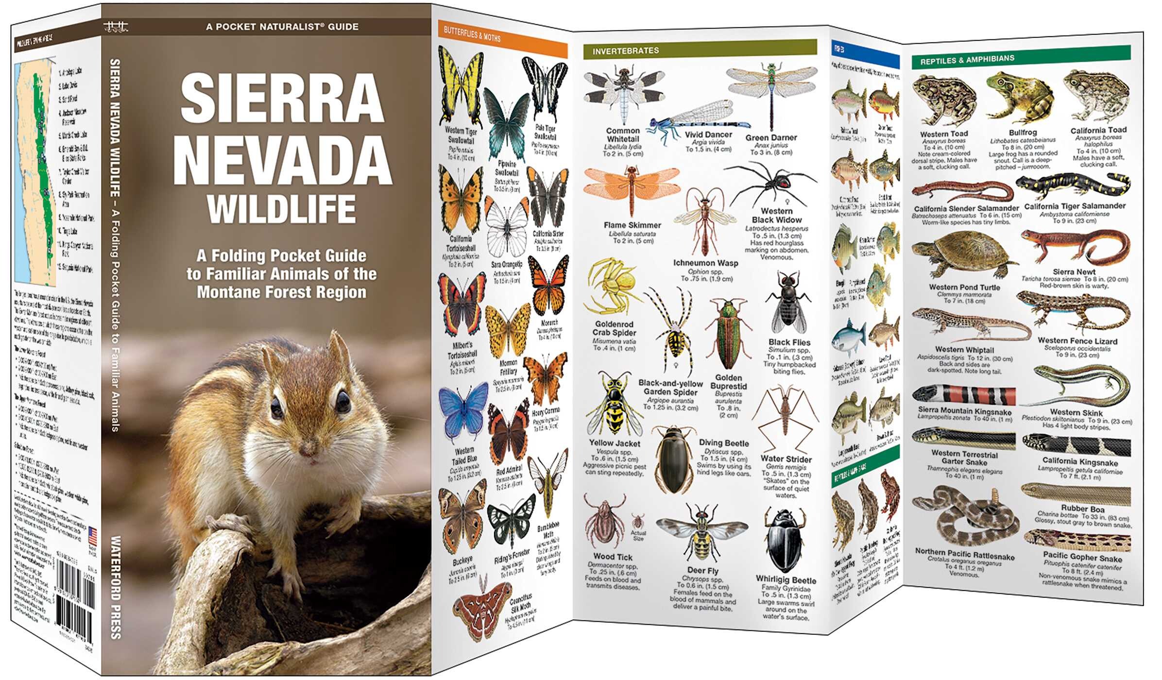 Sierra Nevada Wildlife