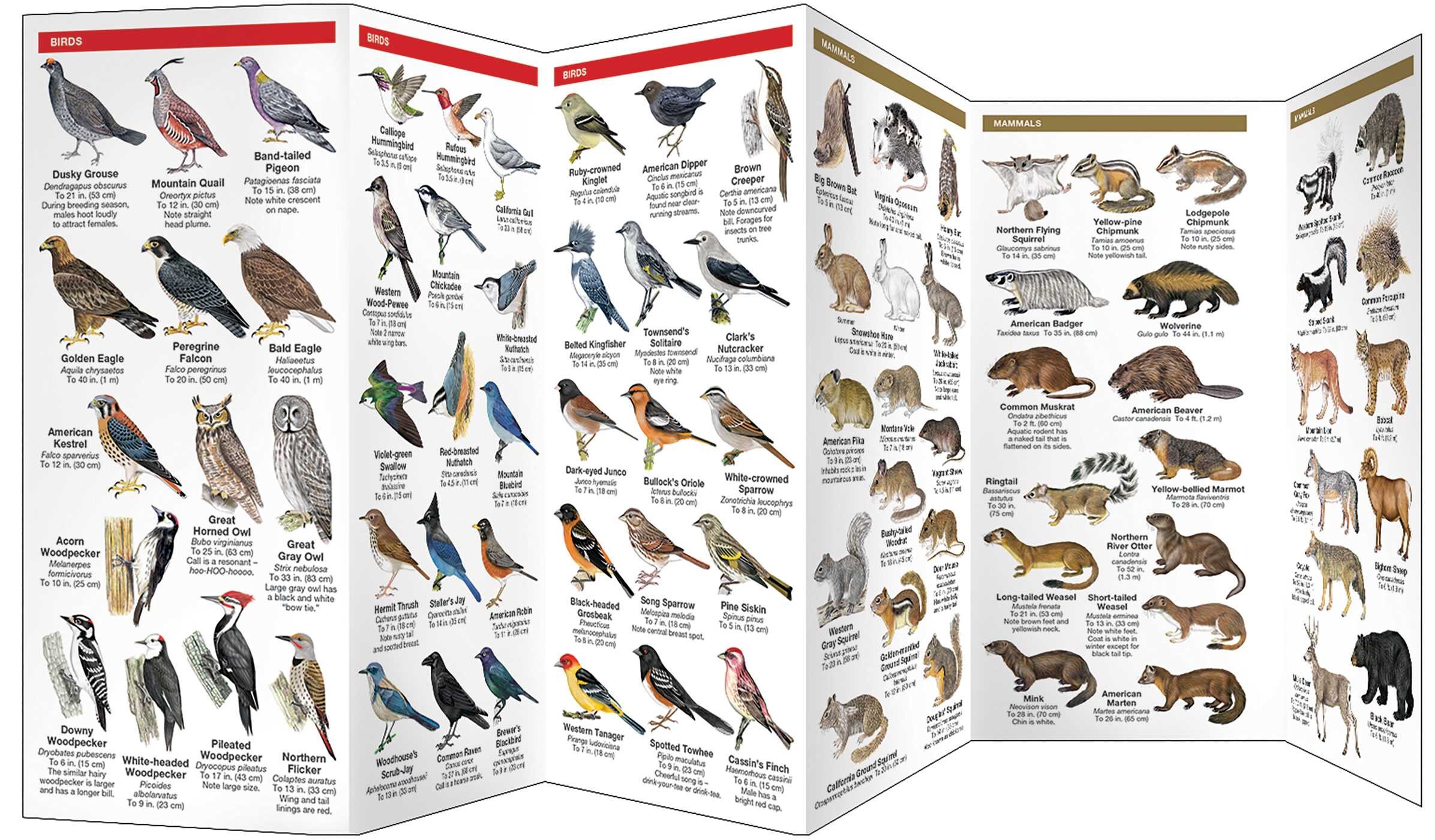 Sierra Nevada Wildlife