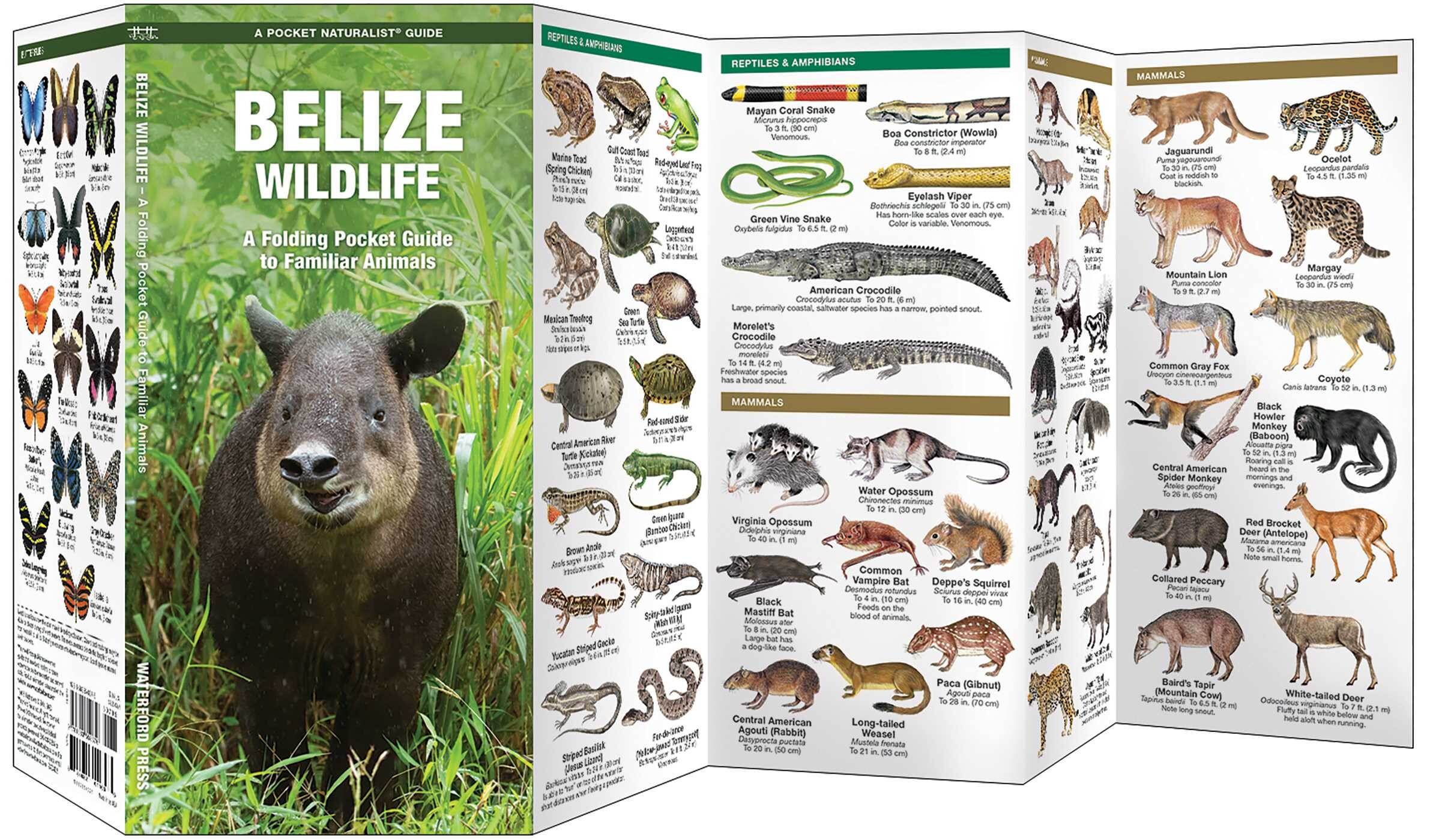 Belize Wildlife