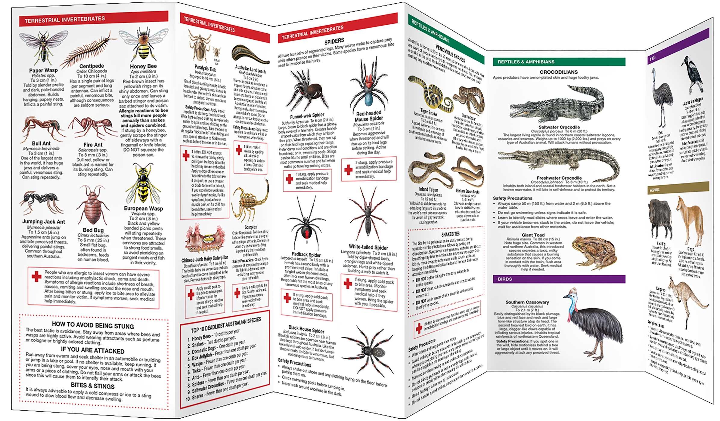 Australia's Dangerous Animals