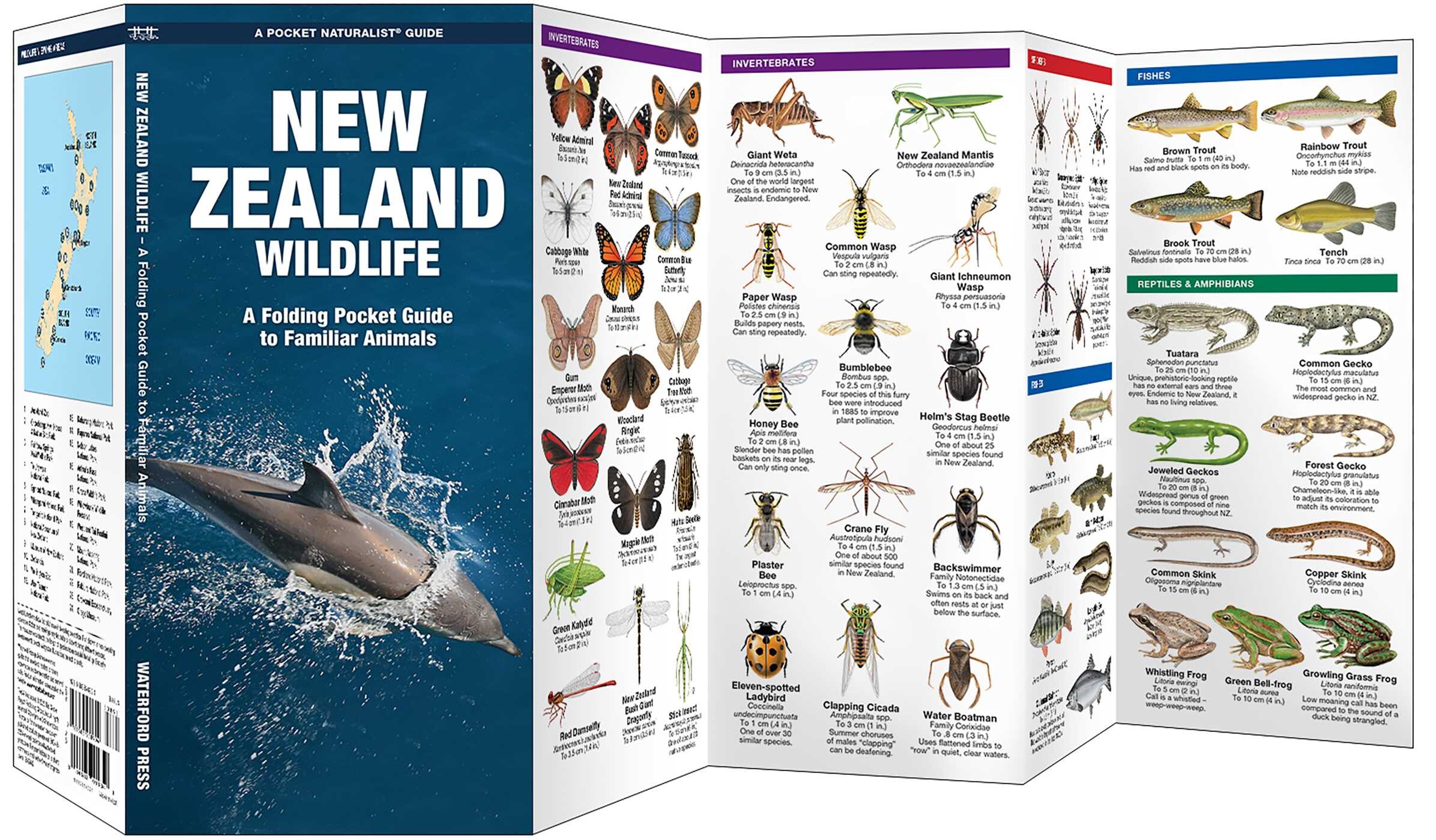 New Zealand Wildlife