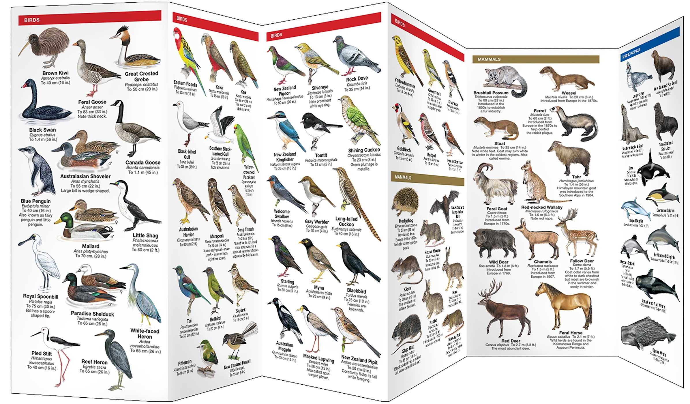 New Zealand Wildlife