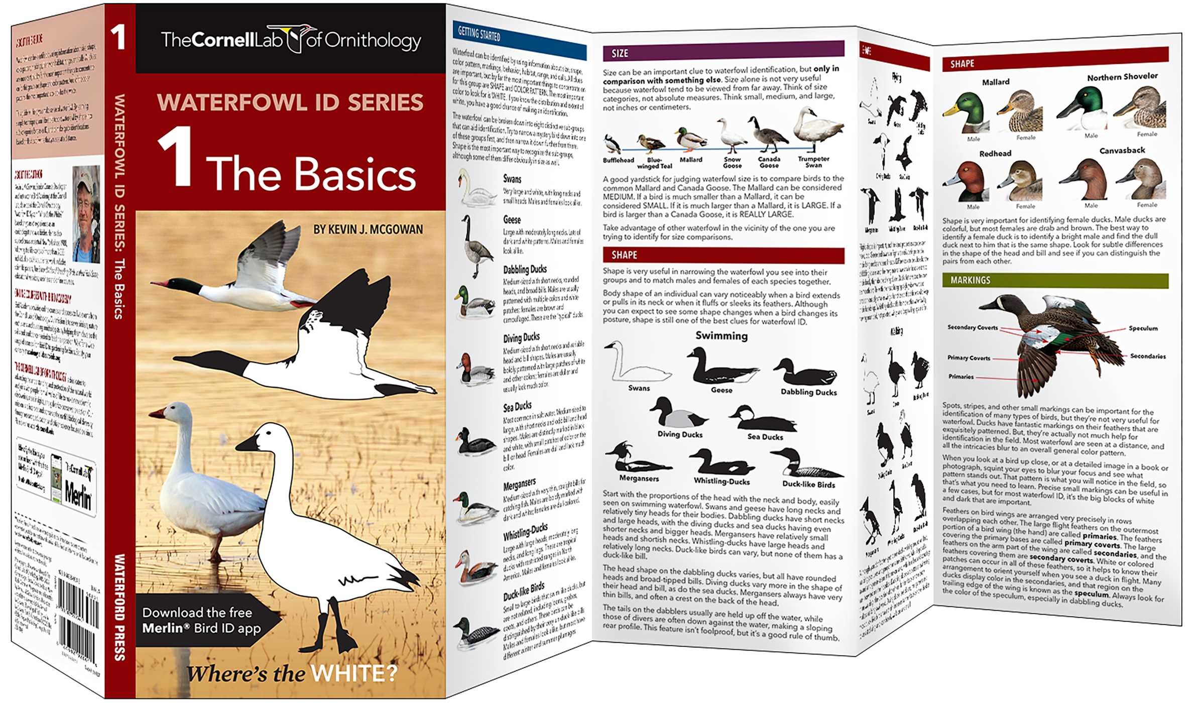 Cornell Lab of Ornithology Waterfowl ID Series: 1 The Basics