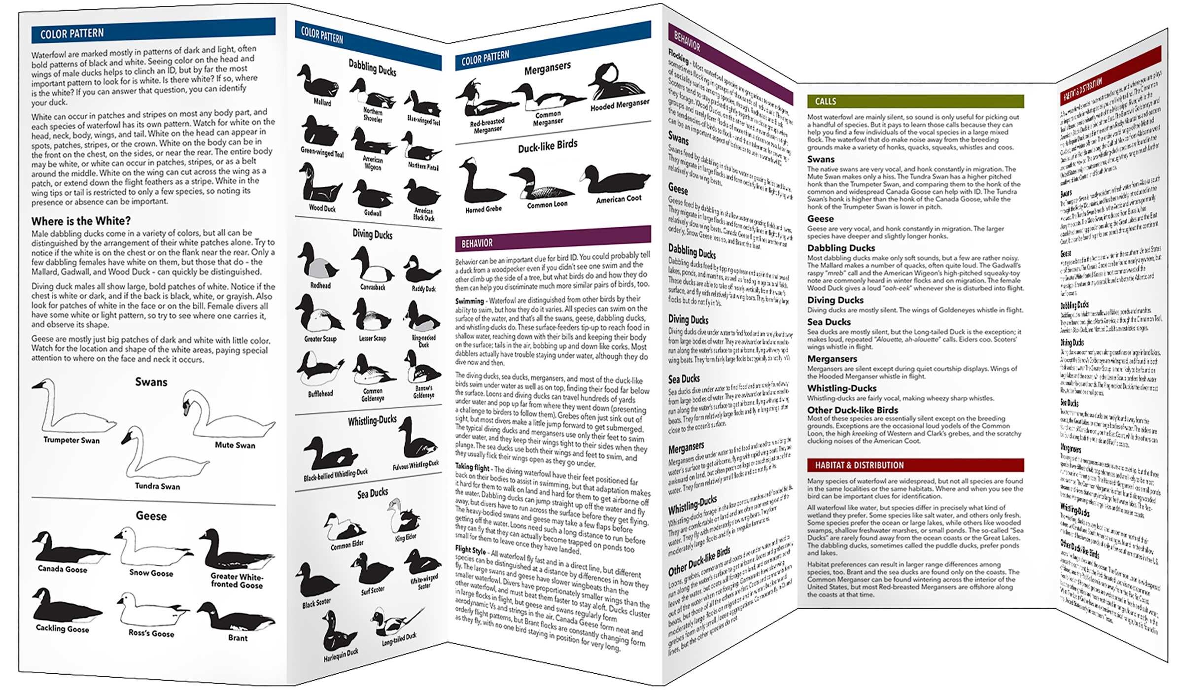 Cornell Lab of Ornithology Waterfowl ID Series: 1 The Basics