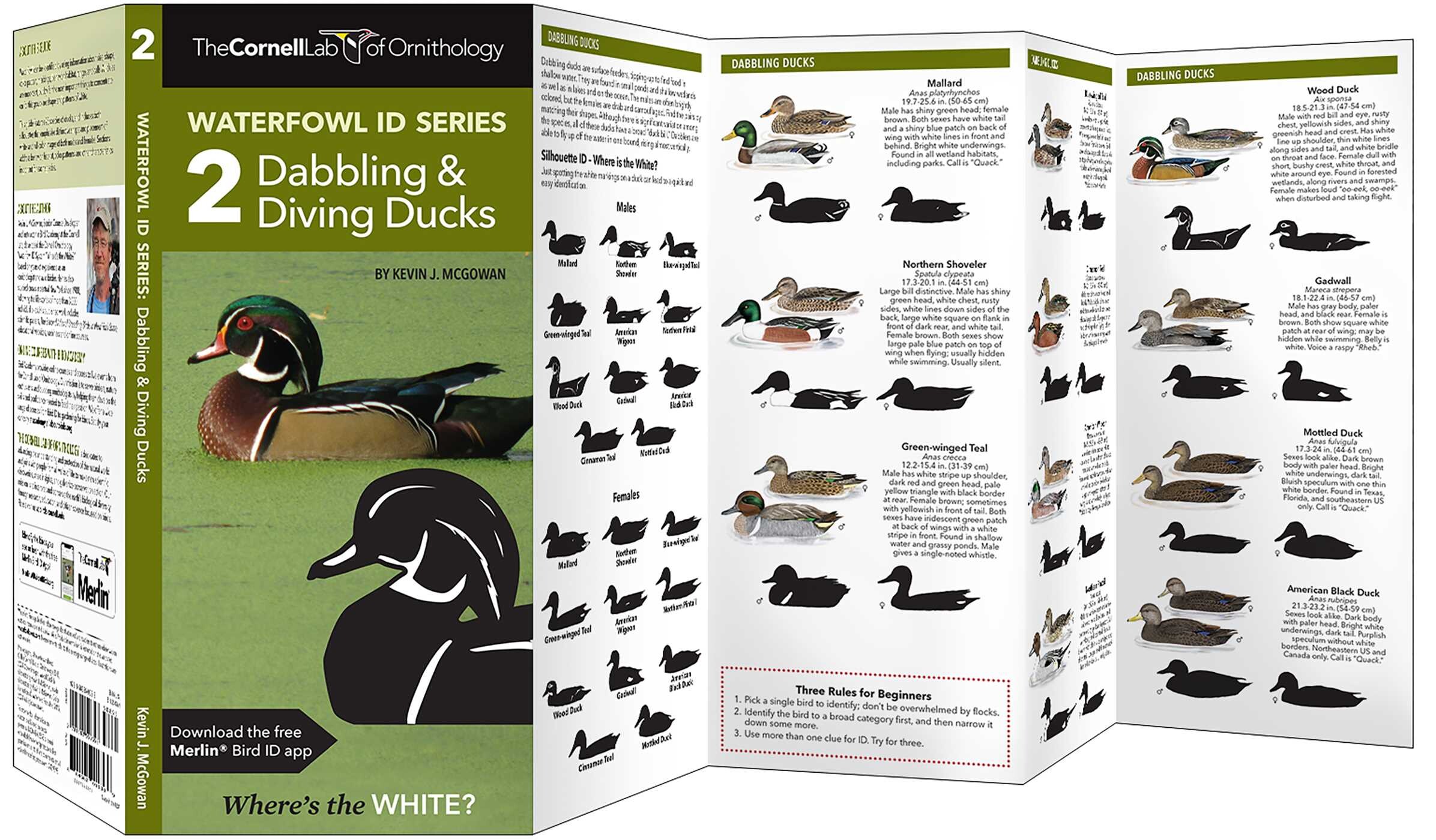 Cornell Lab of Ornithology Waterfowl ID Series: 2 Dabbling & Diving Ducks