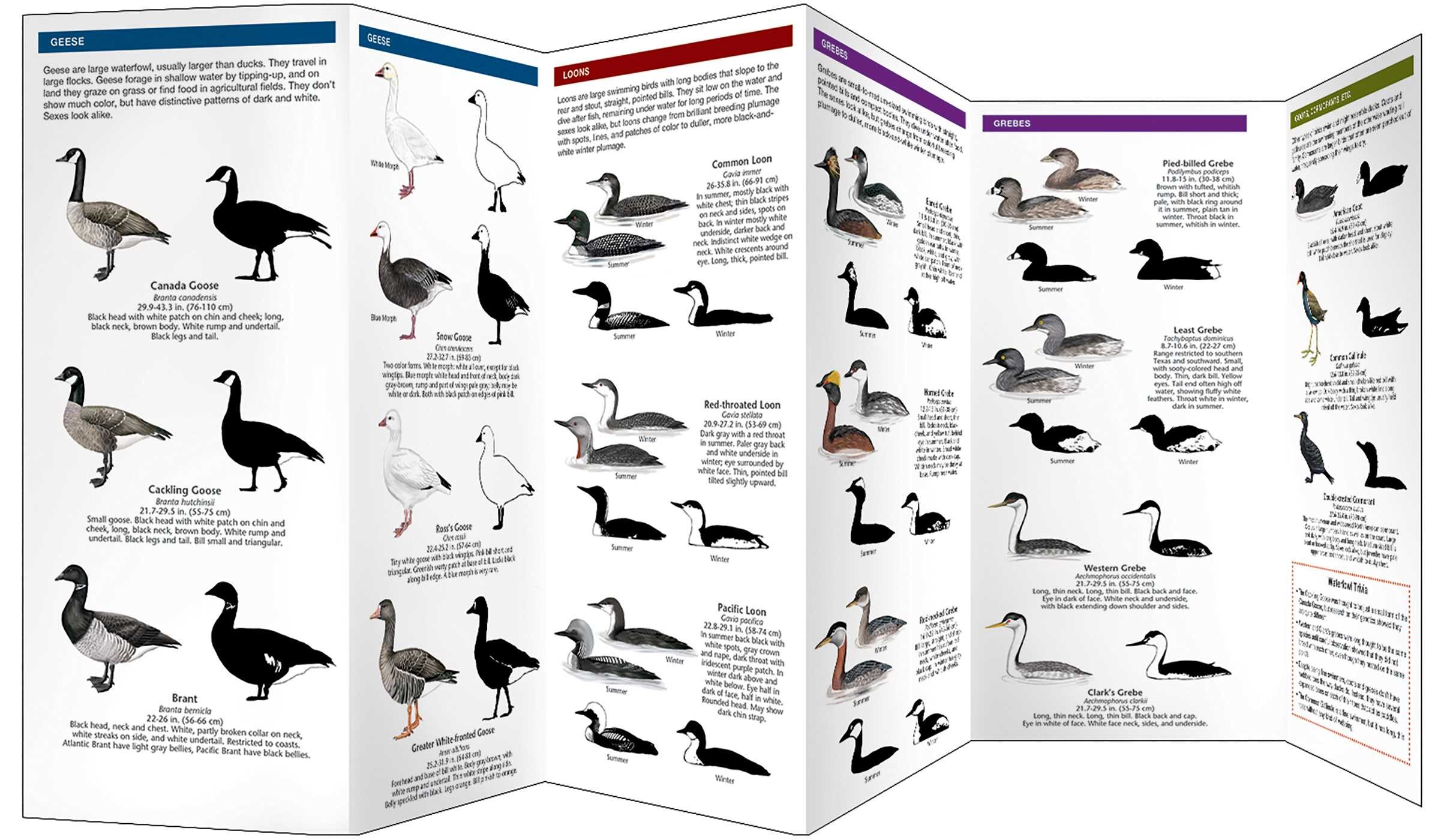 Cornell Lab of Ornithology Waterfowl ID Series: 3 Sea Ducks & Others