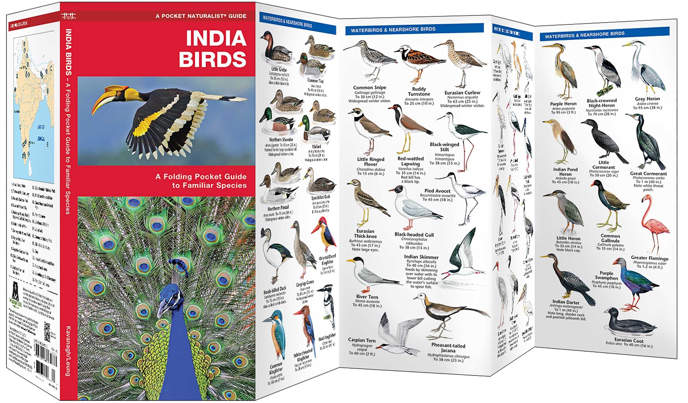 India Birds