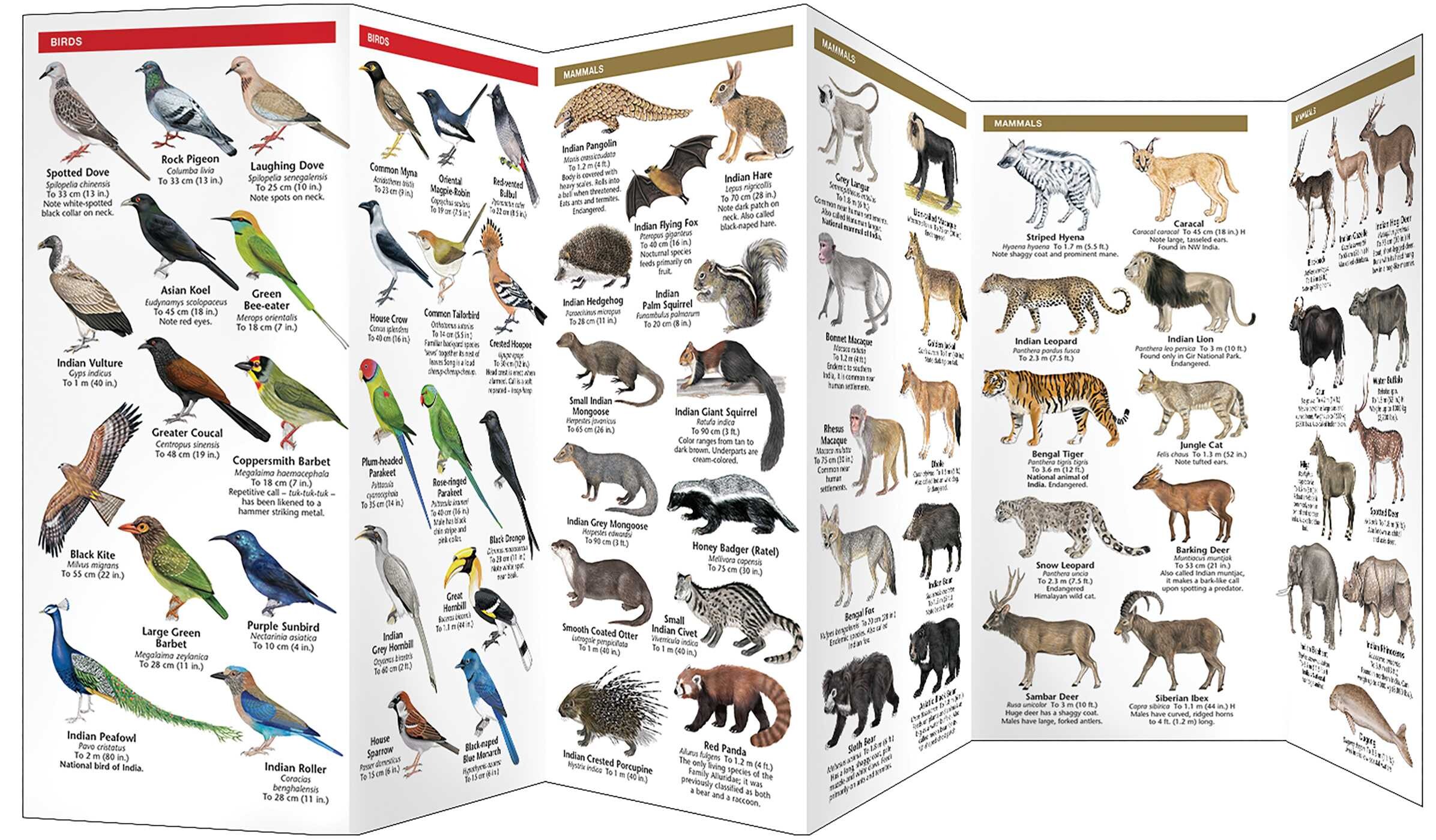 India Wildlife
