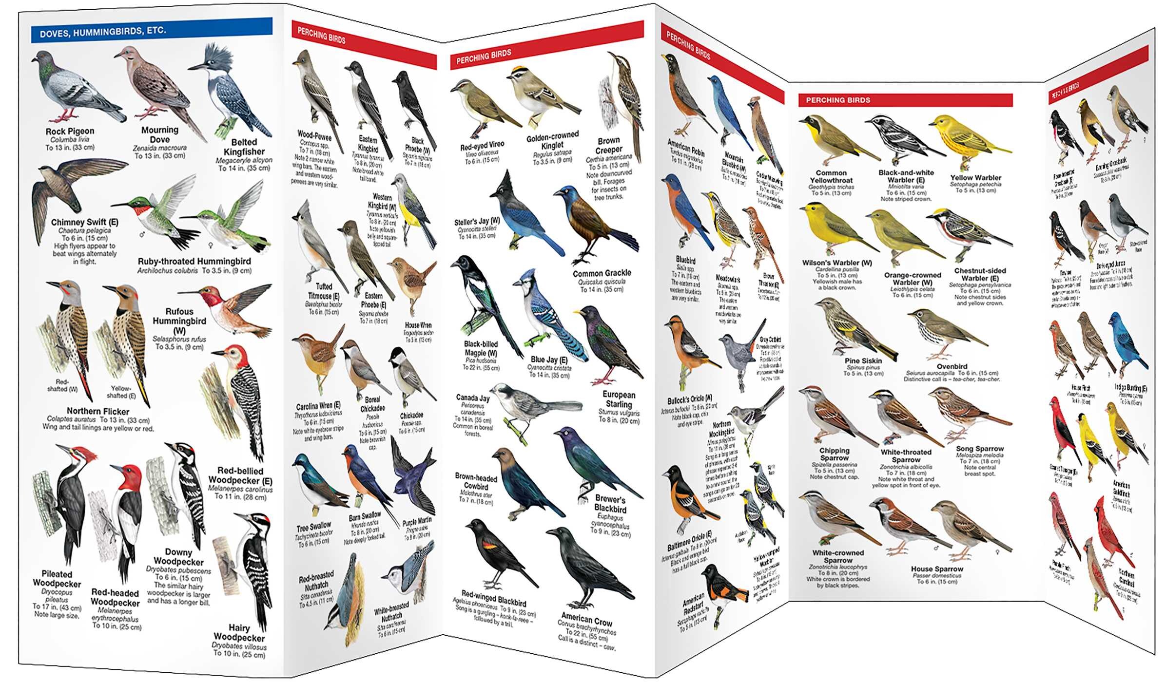 Bird Feeding Basics