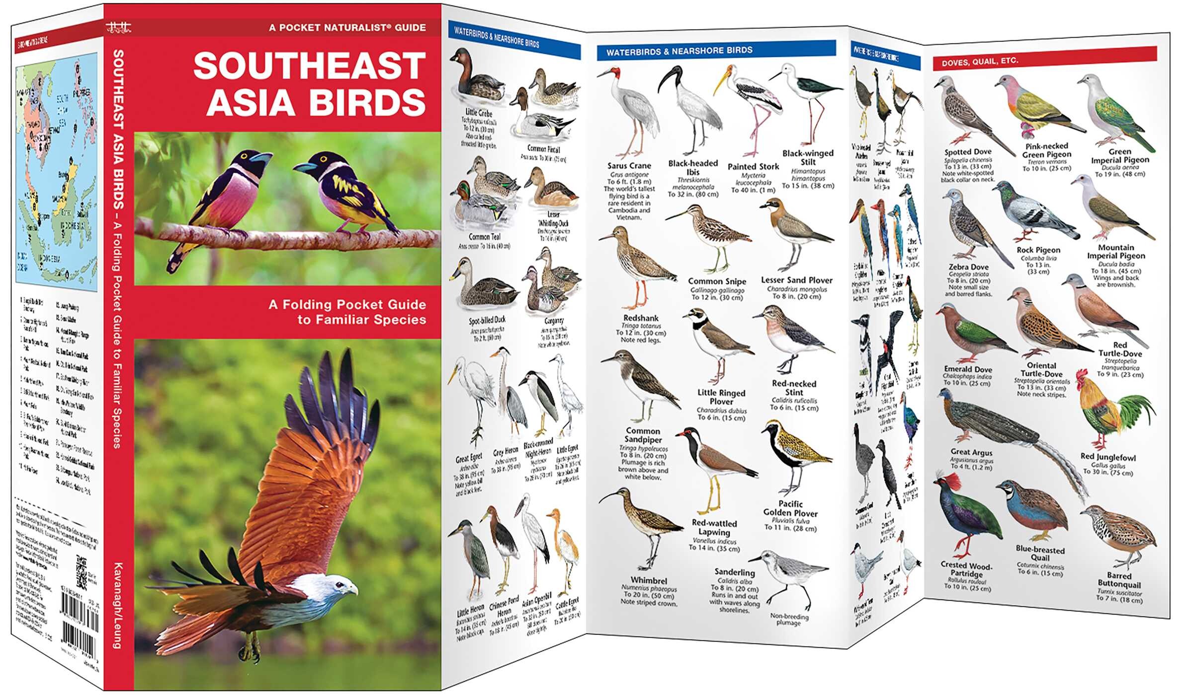 Southeast Asia Birds