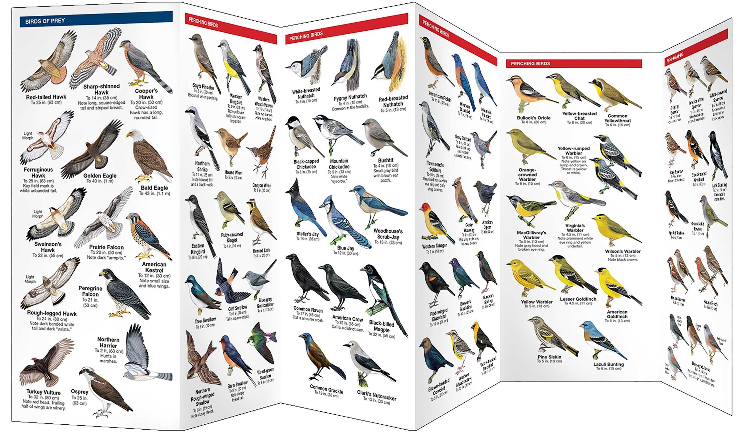 Denver Birds
