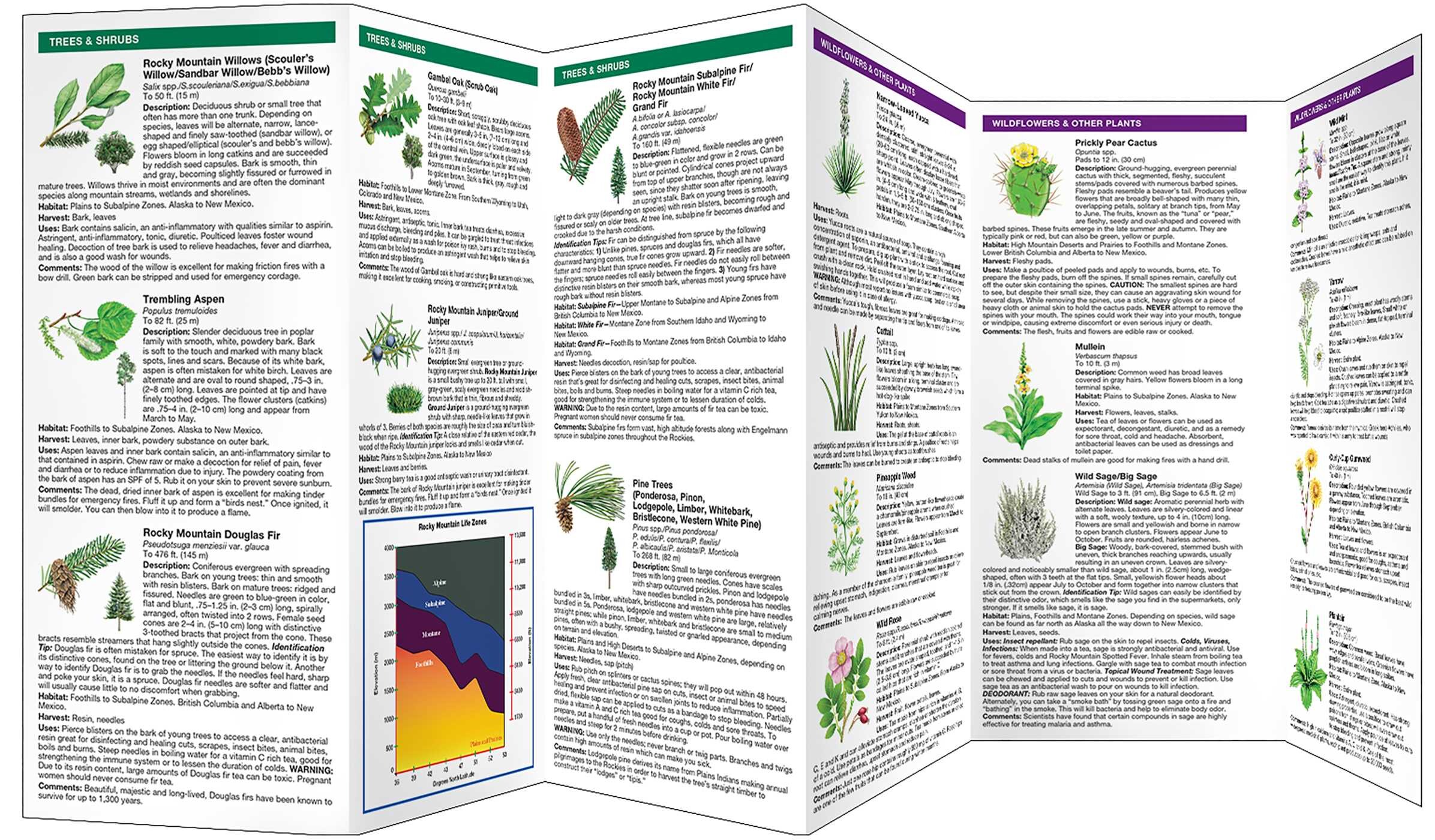 Medicinal Survival Plants of the Rocky Mountains