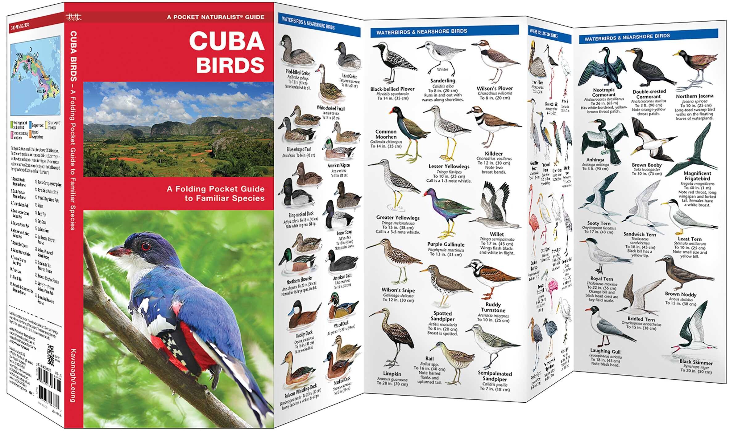 Cuba Birds