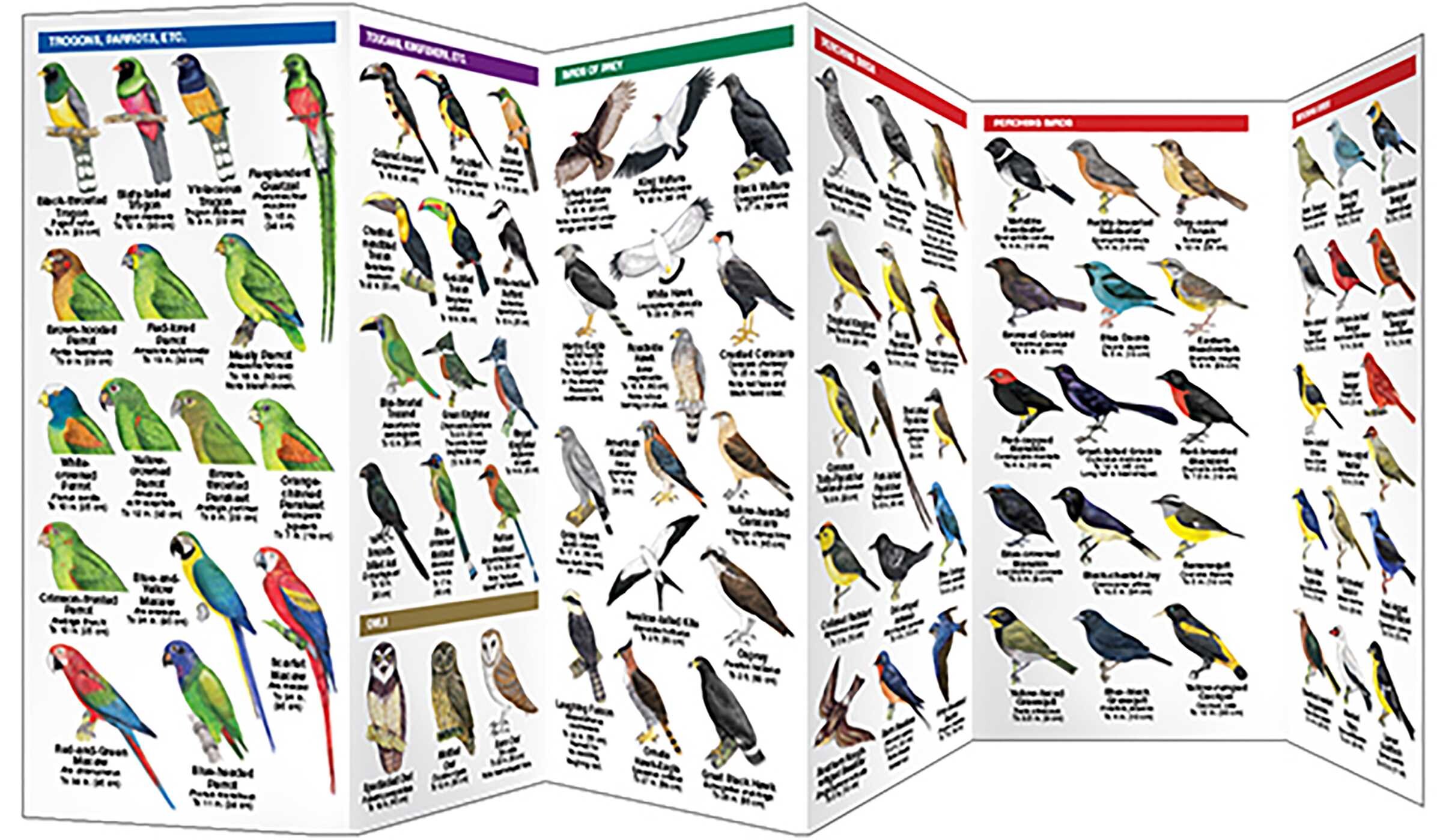 Panama Birds