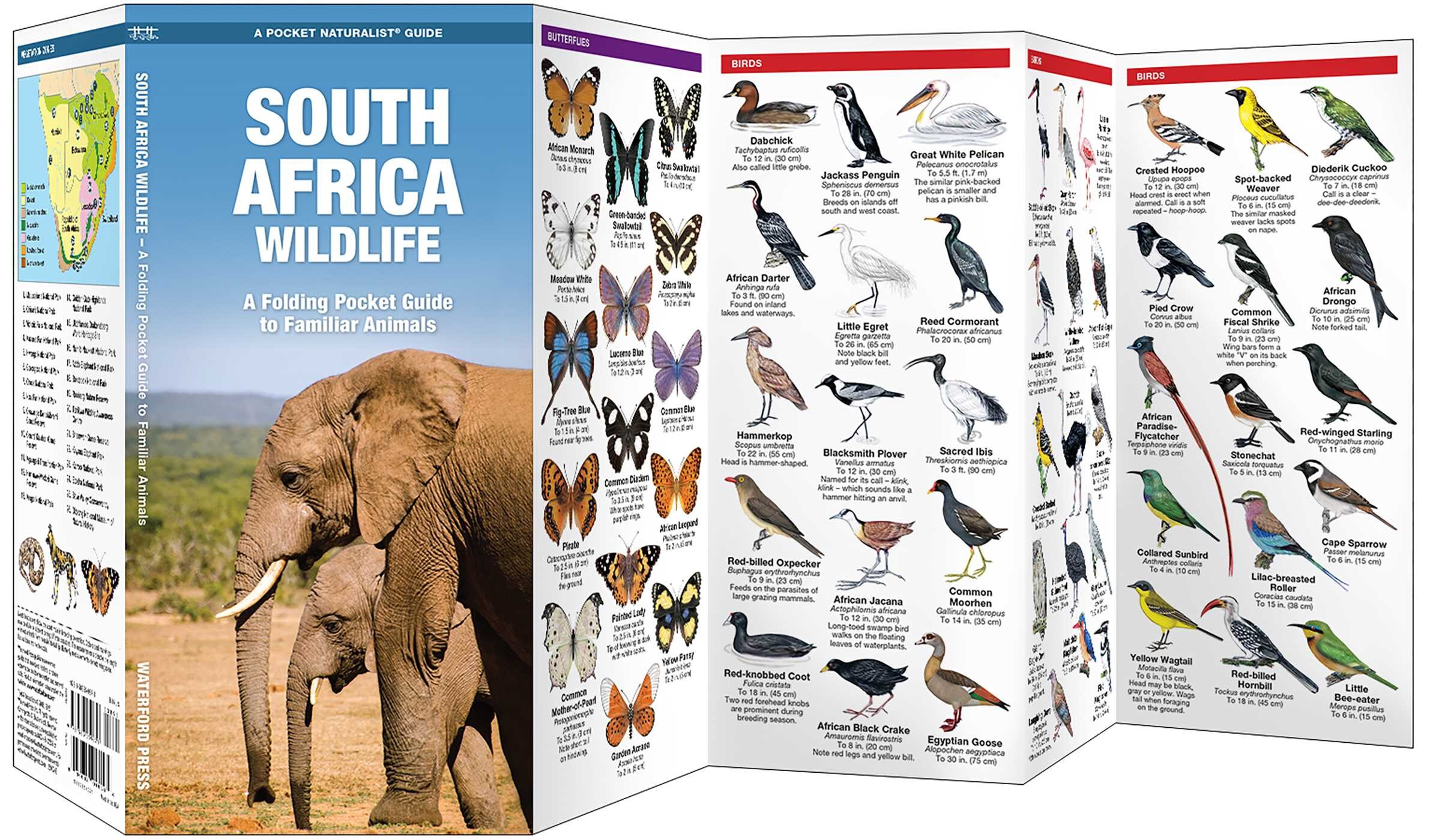 South Africa Wildlife
