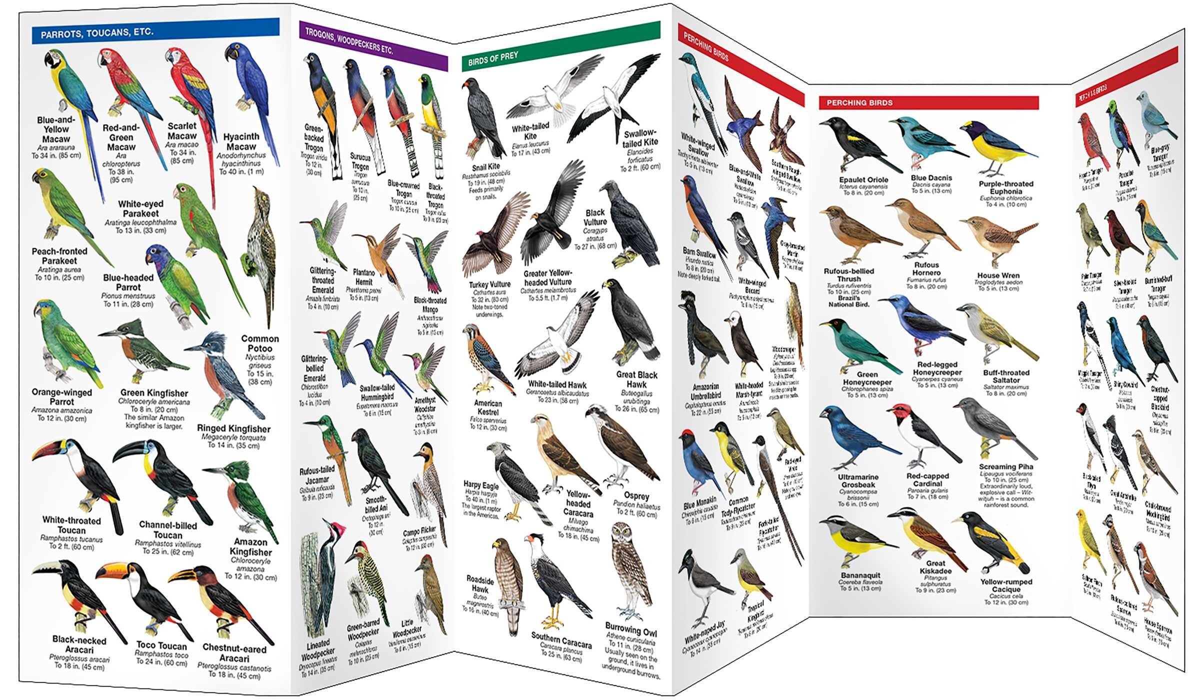 Brazil Birds
