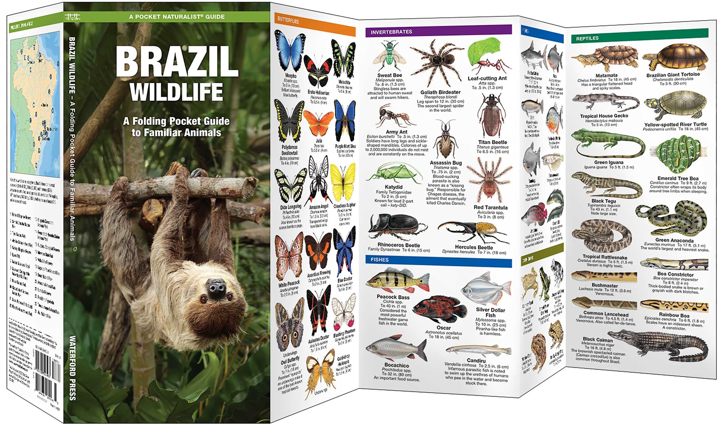 Brazil Wildlife