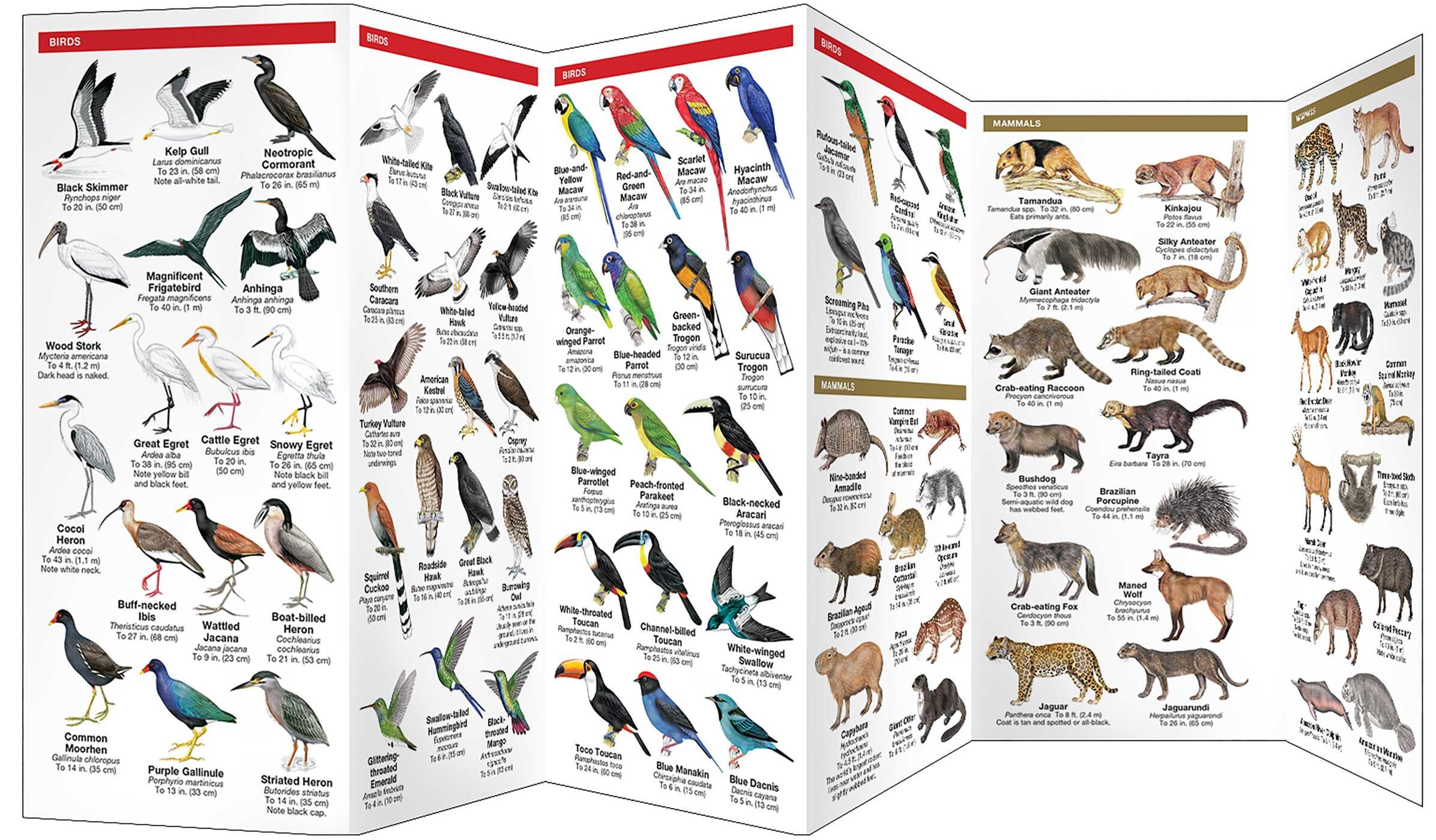Brazil Wildlife