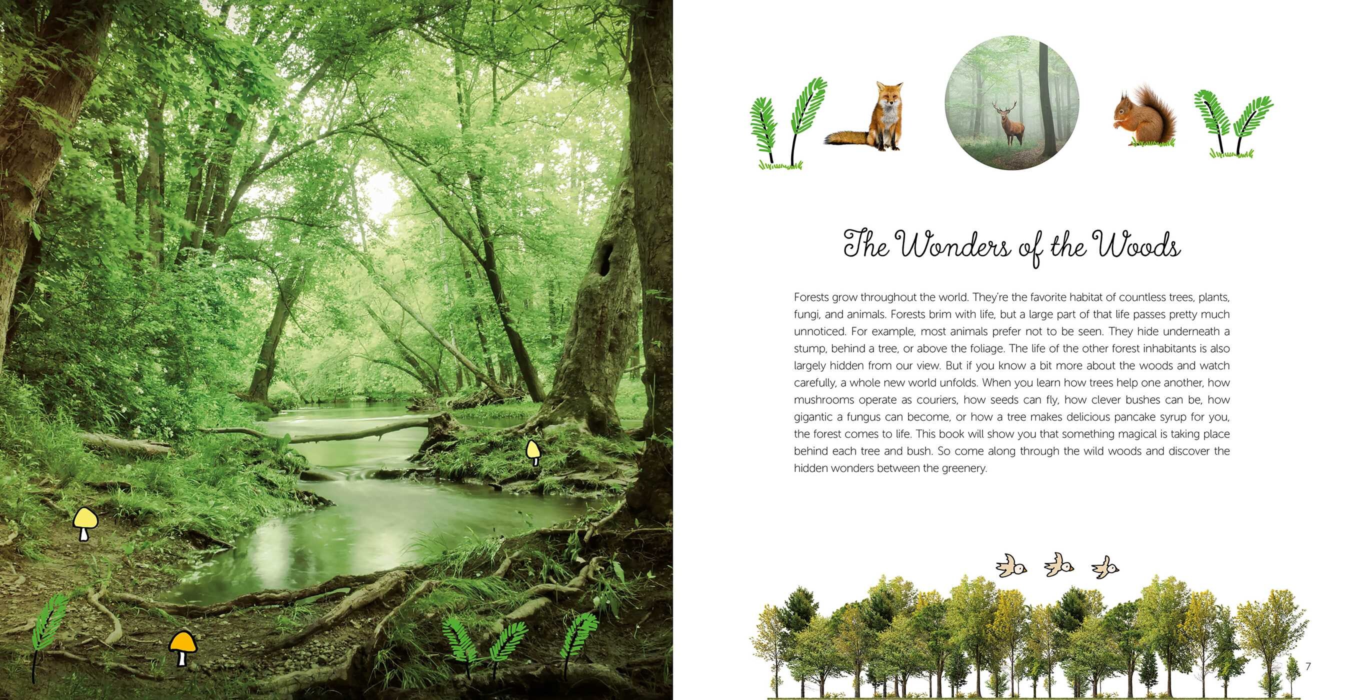 Wonders of the Forest | Book by Mack van Gageldonk | Official Publisher ...