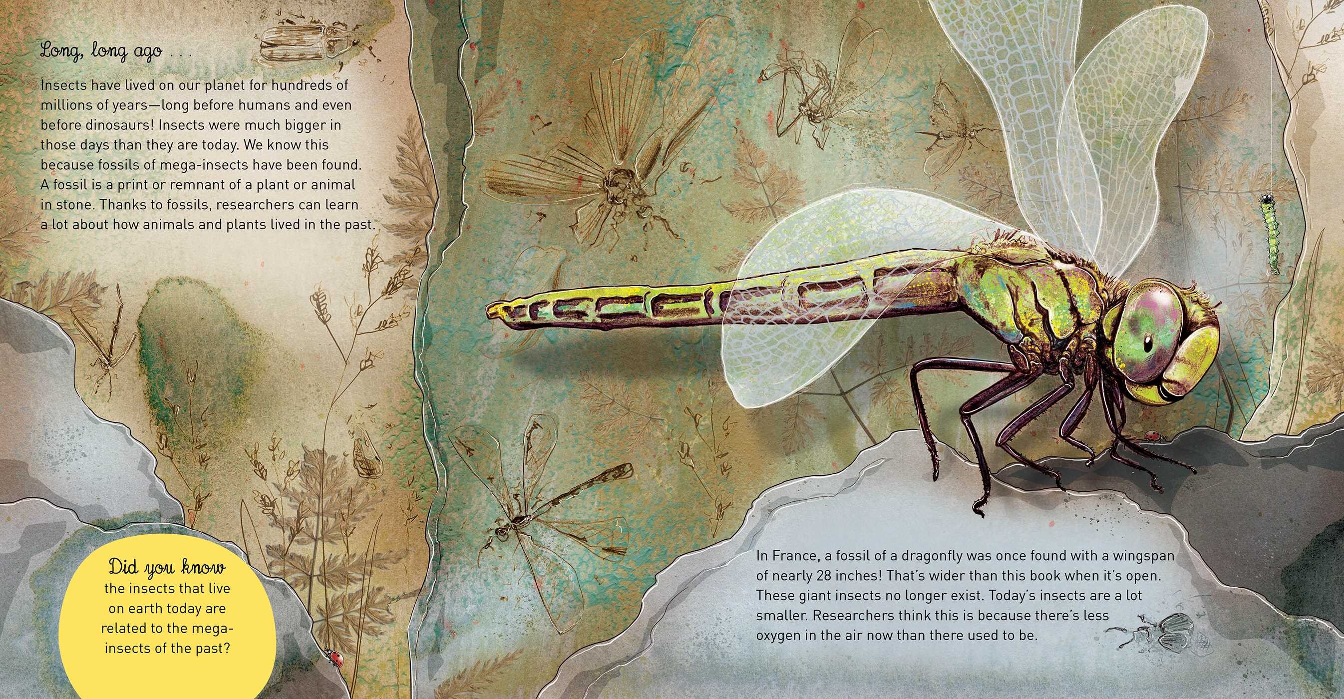 Insects