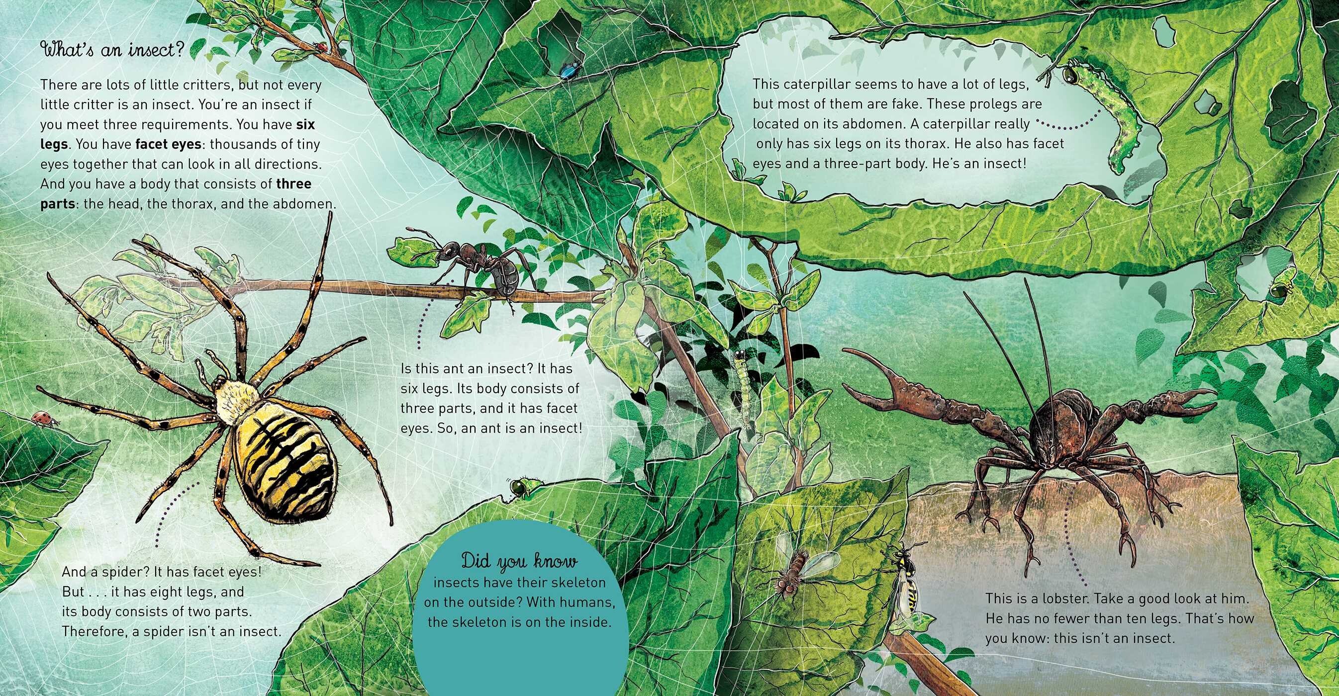 Insects