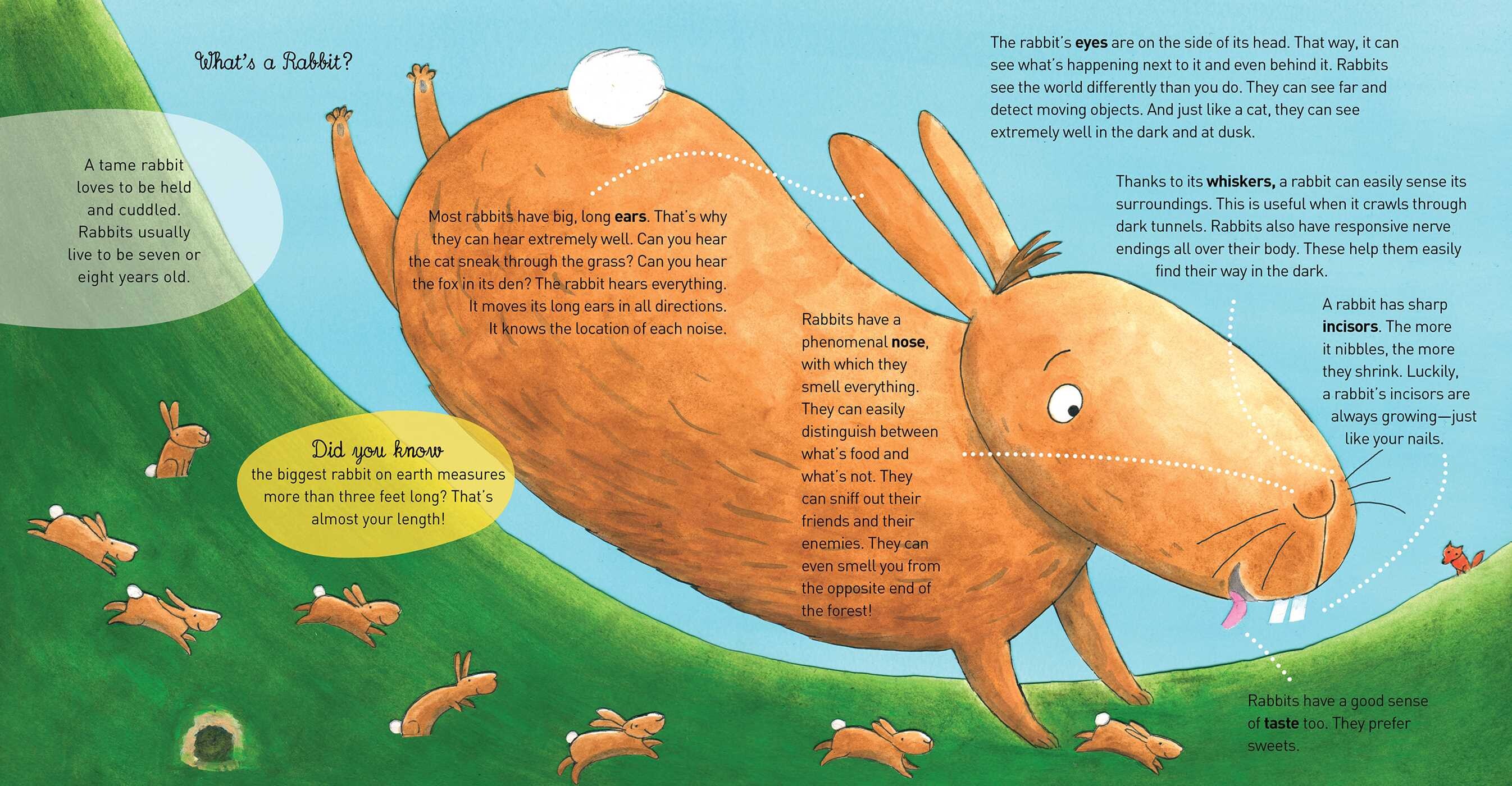 Rabbit