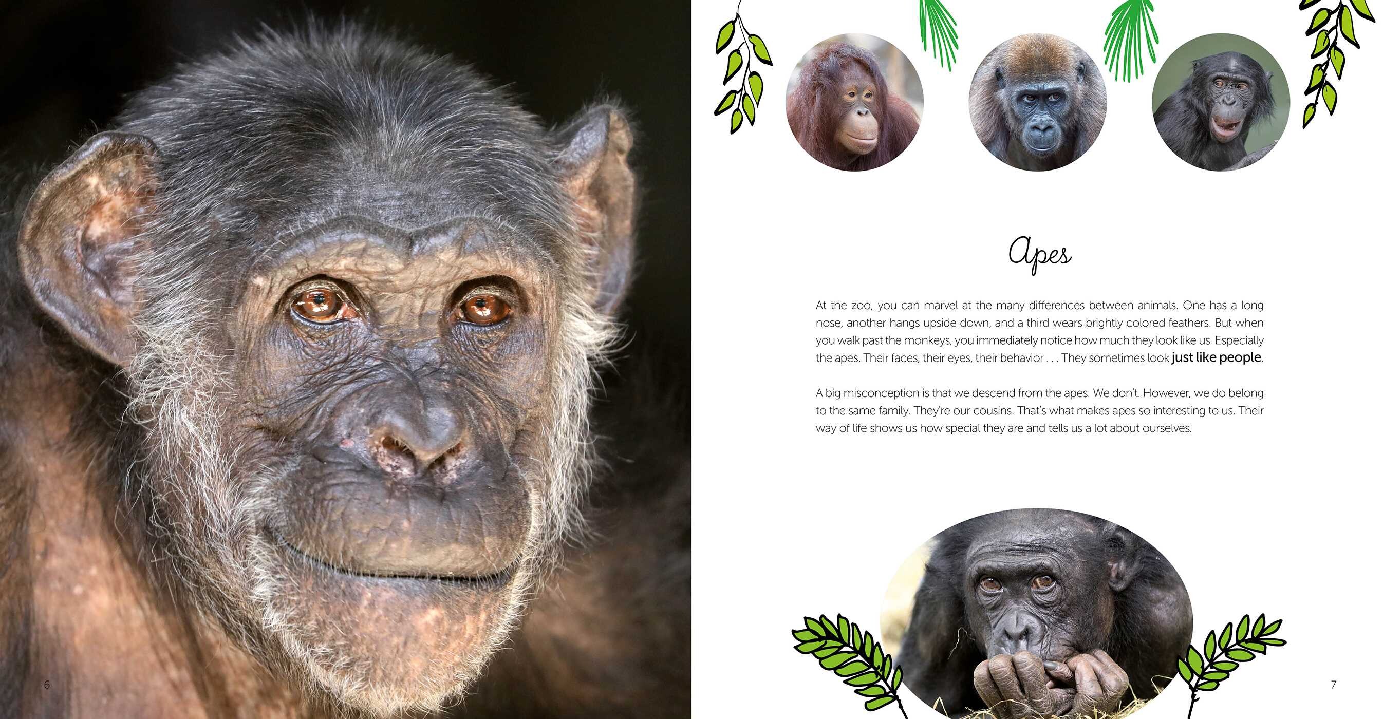 Apes