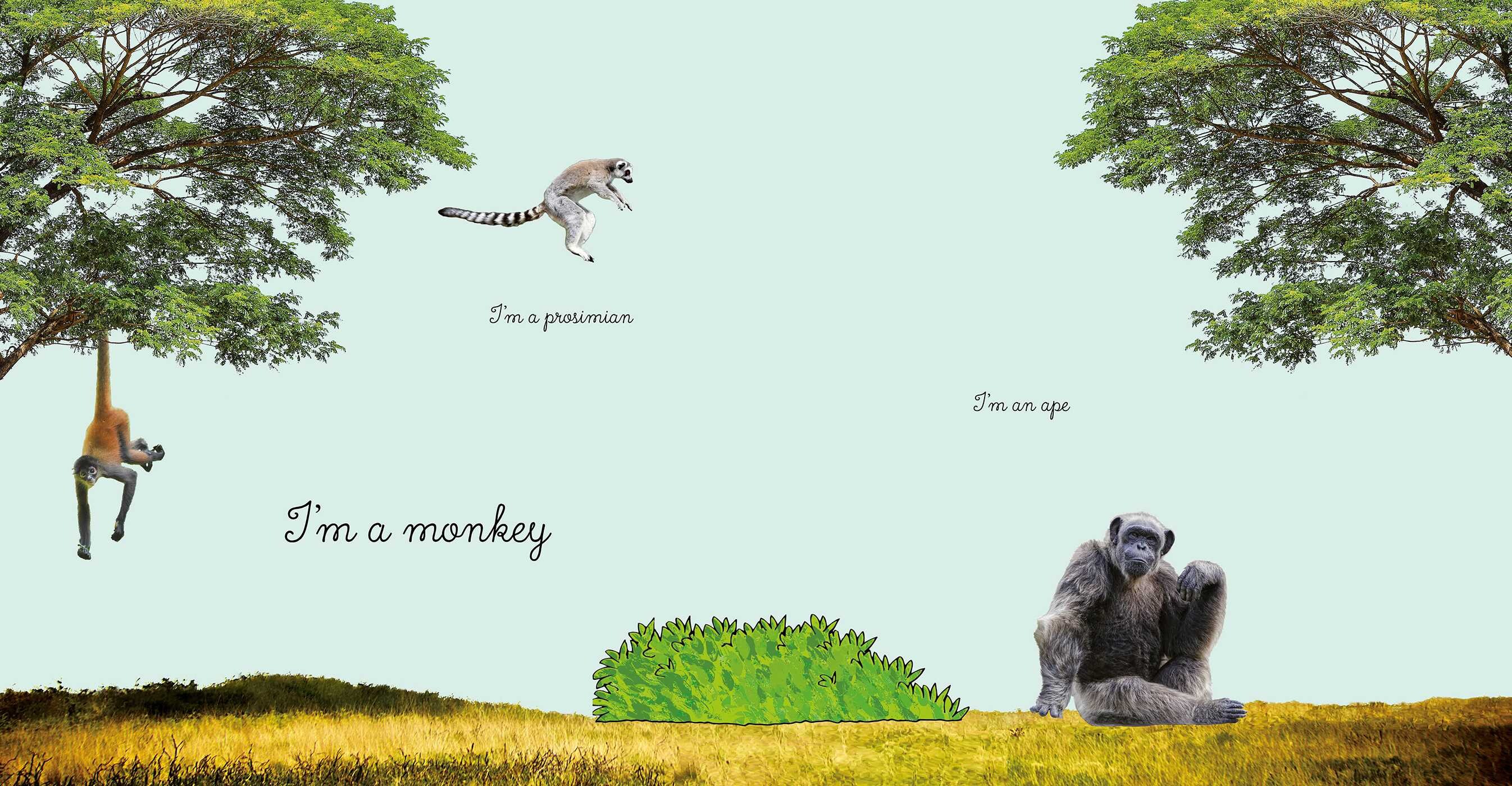 Apes
