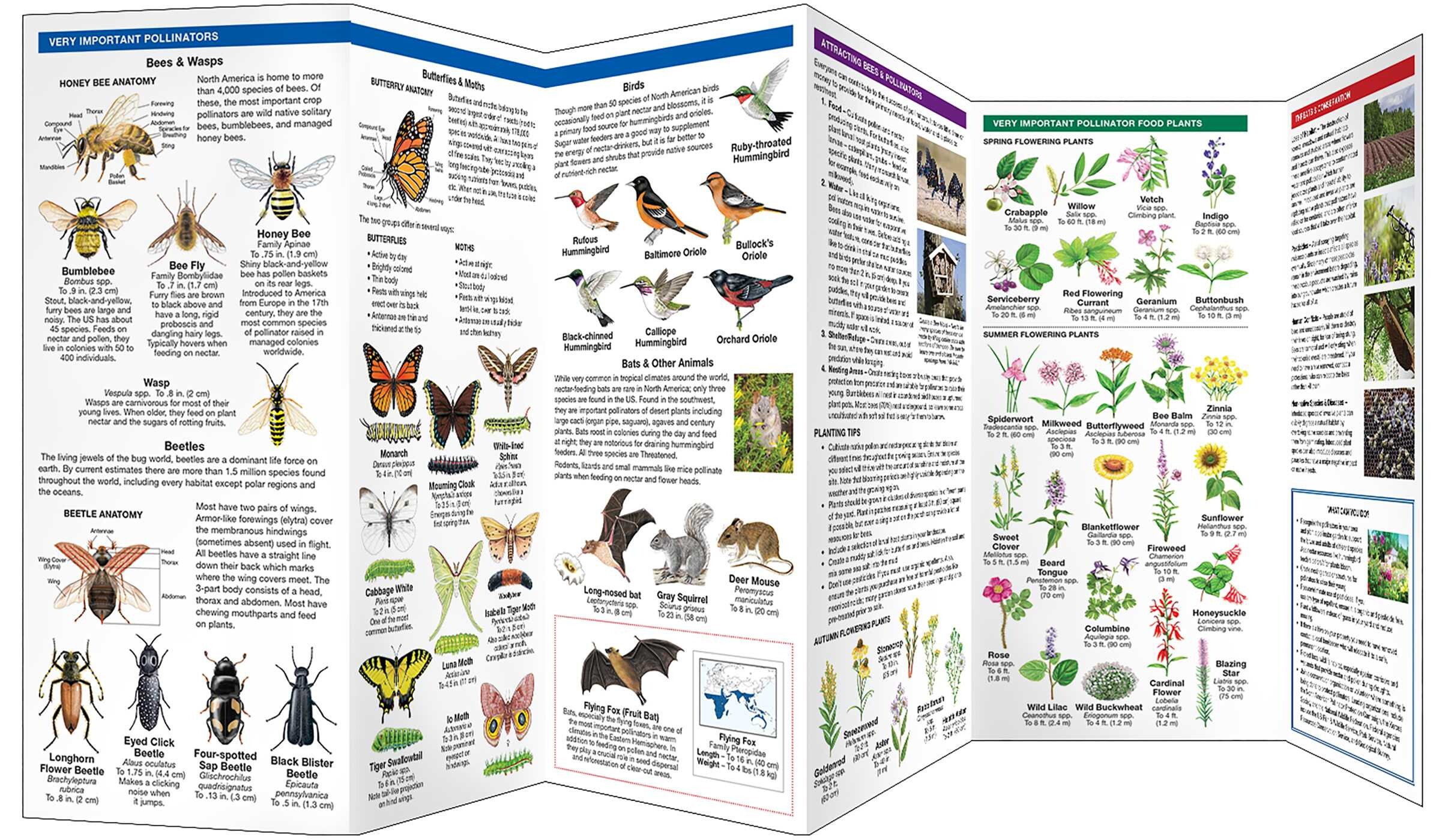 Bees & Other Pollinators