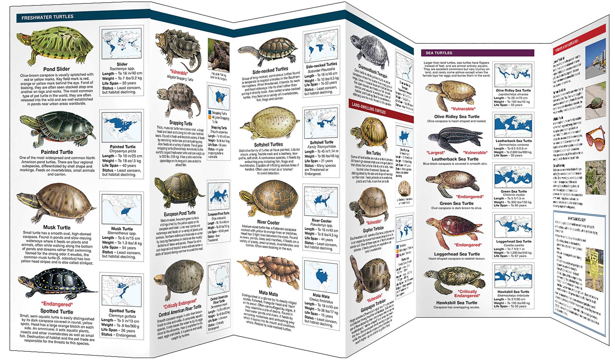 Turtles