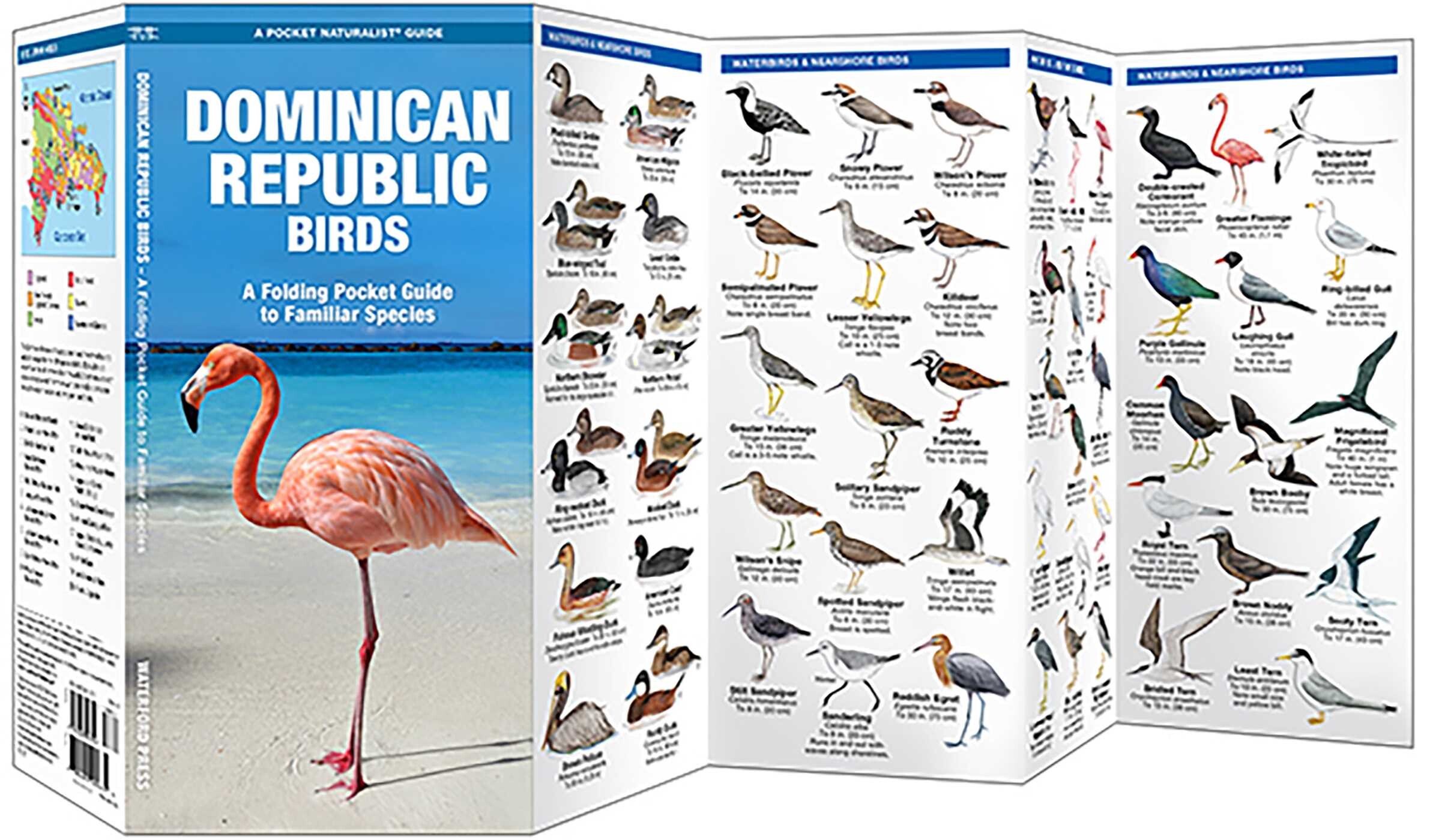 Dominican Republic Birds