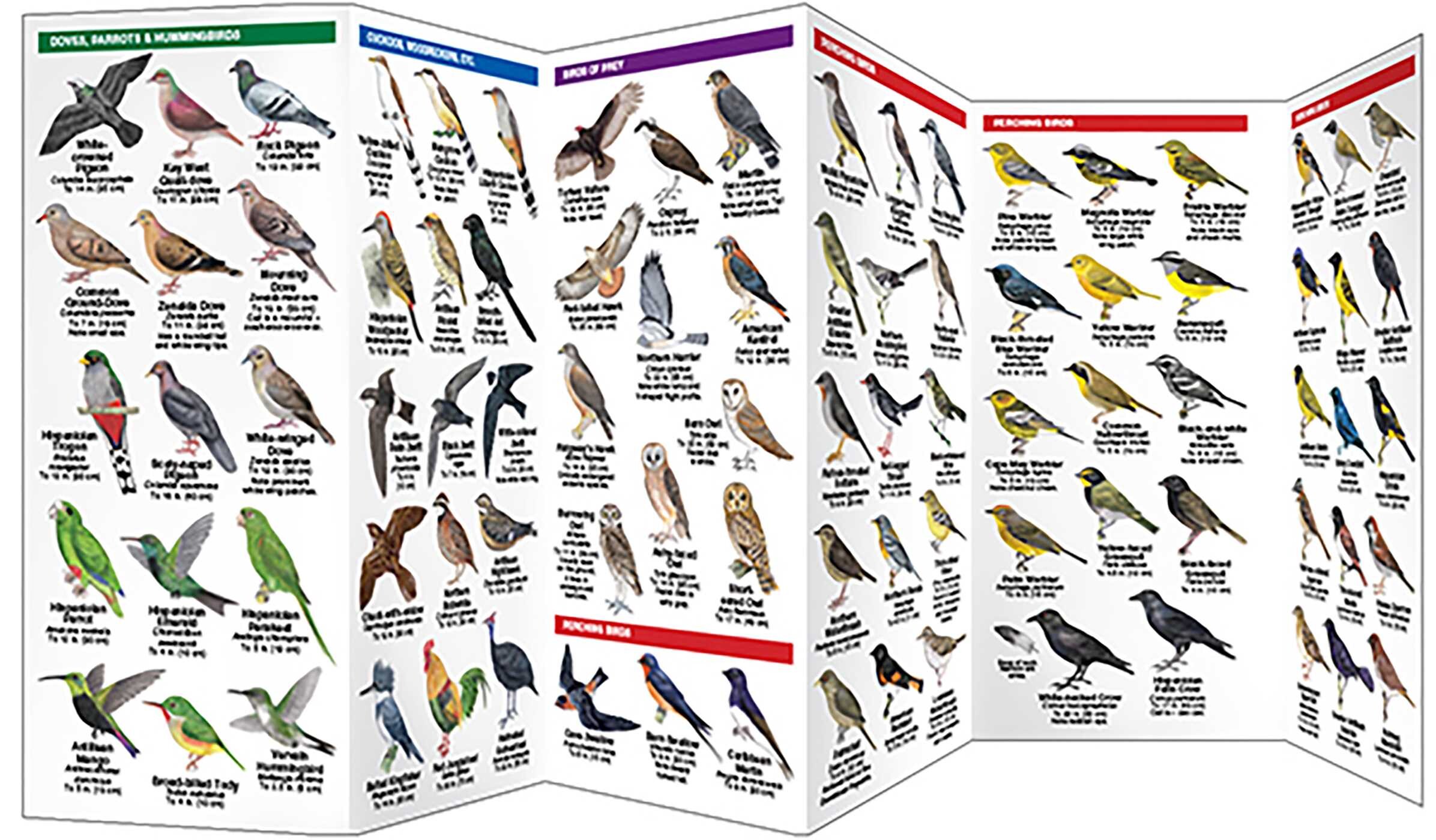 Dominican Republic Birds