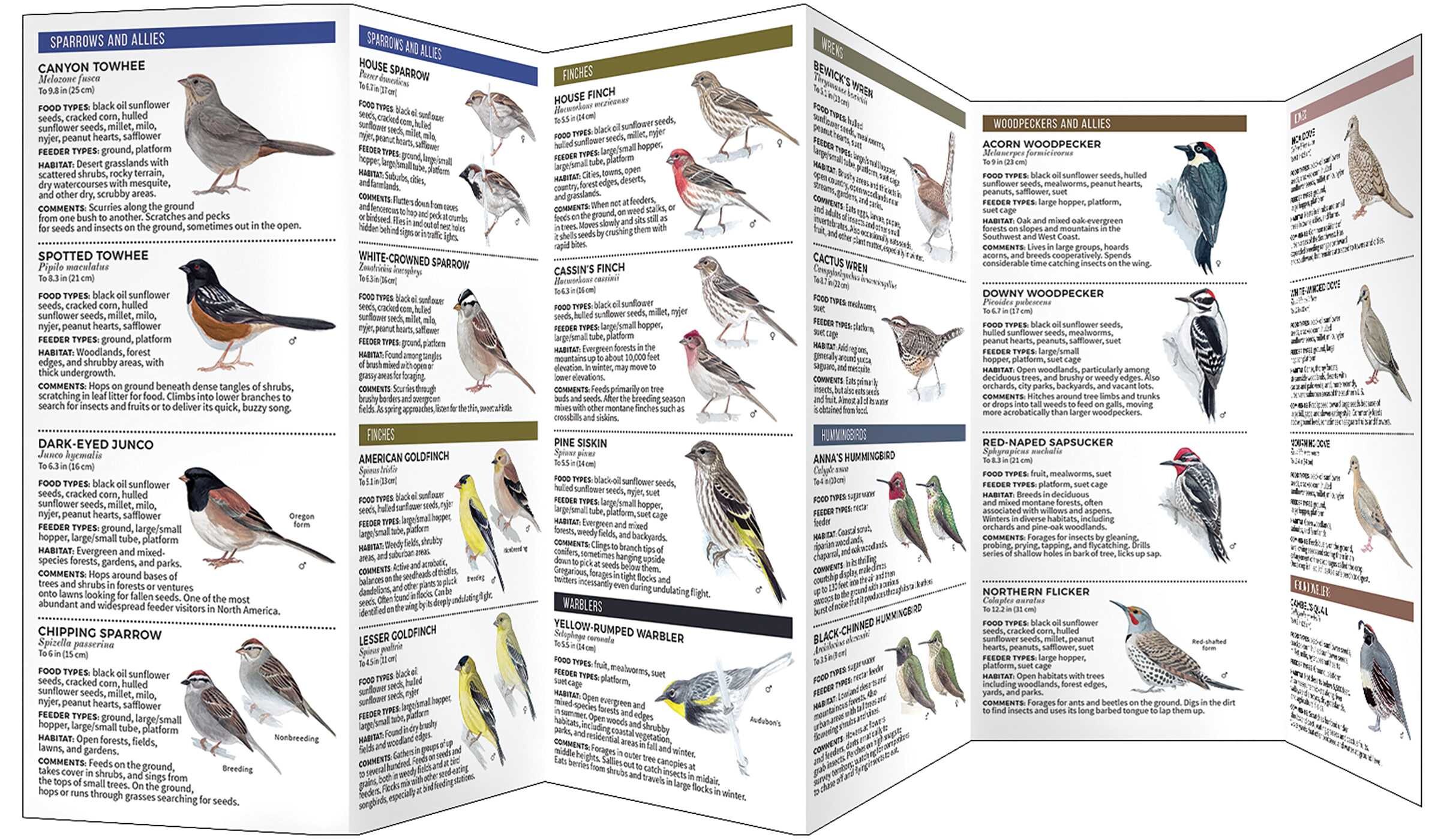 Feeder Birds of the Southwest