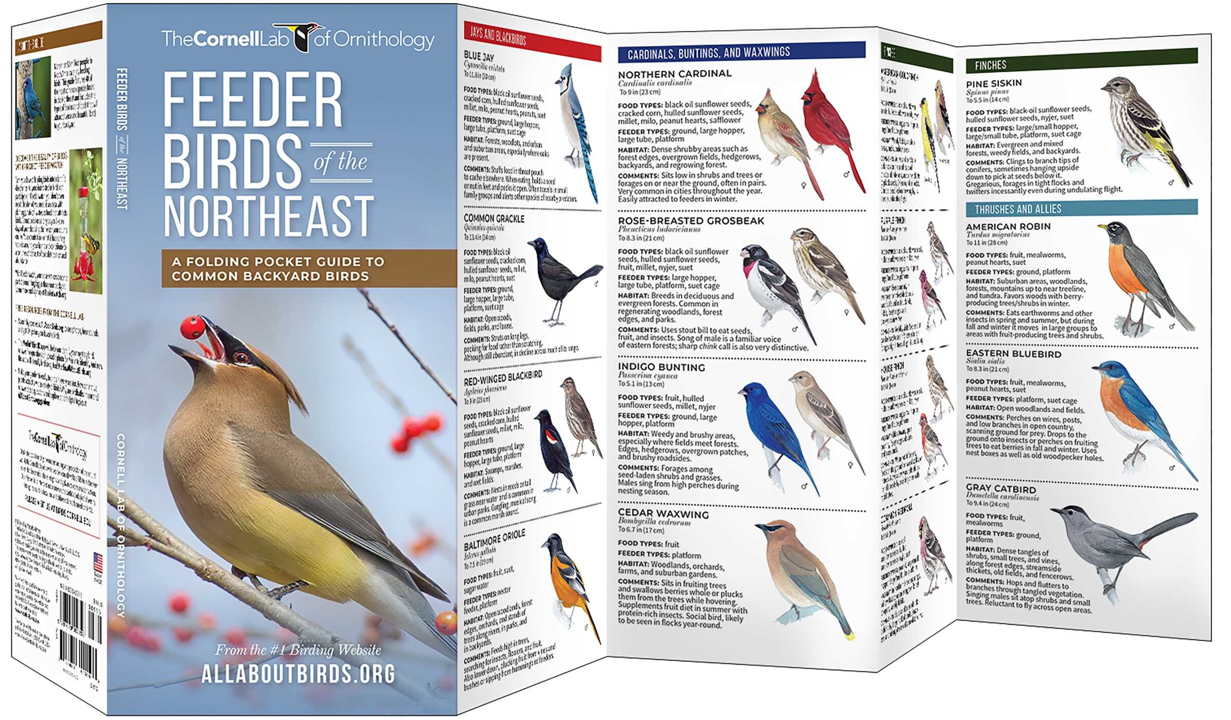 Feeder Birds of the Northeast