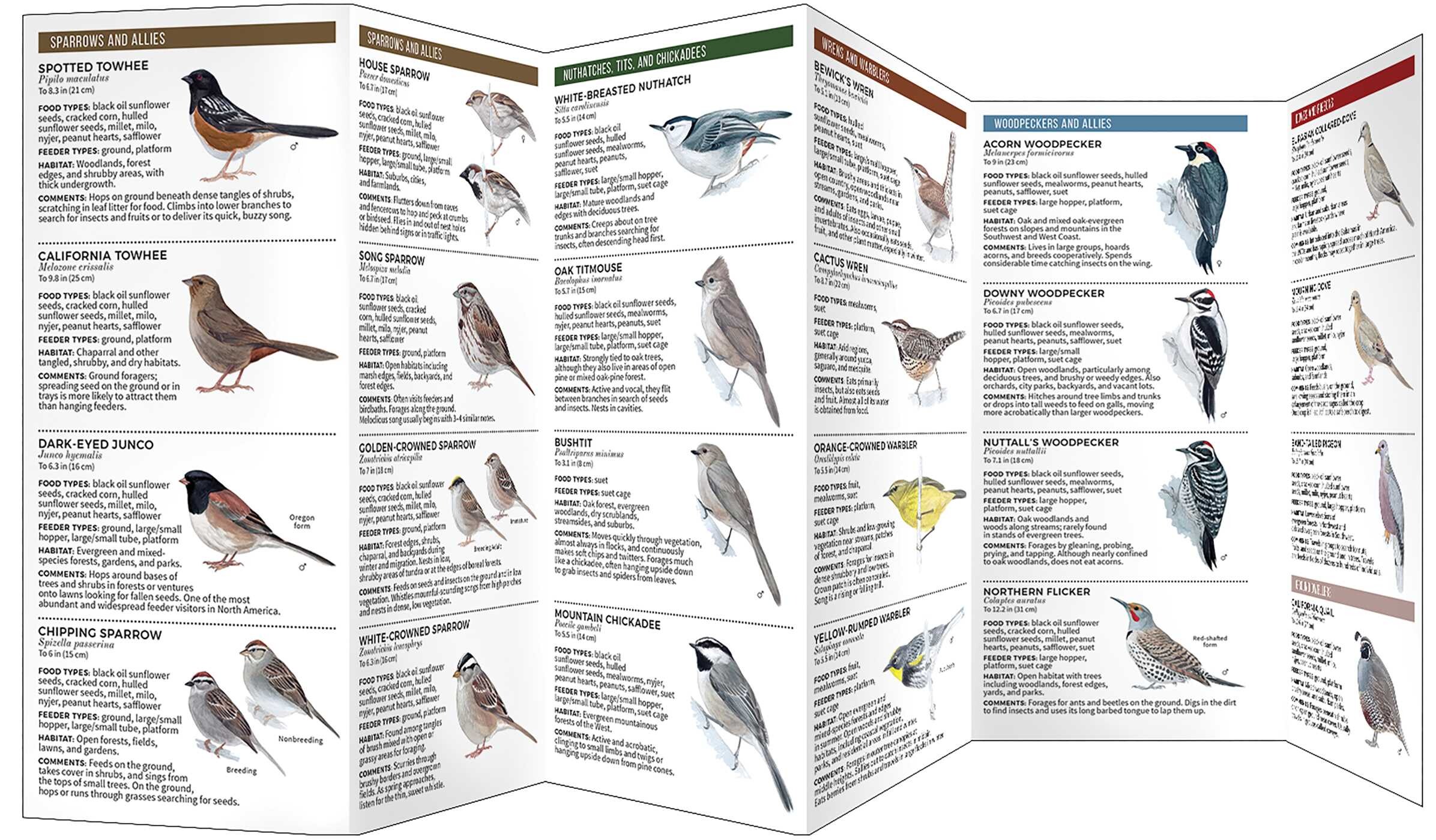Feeder Birds of Southern California