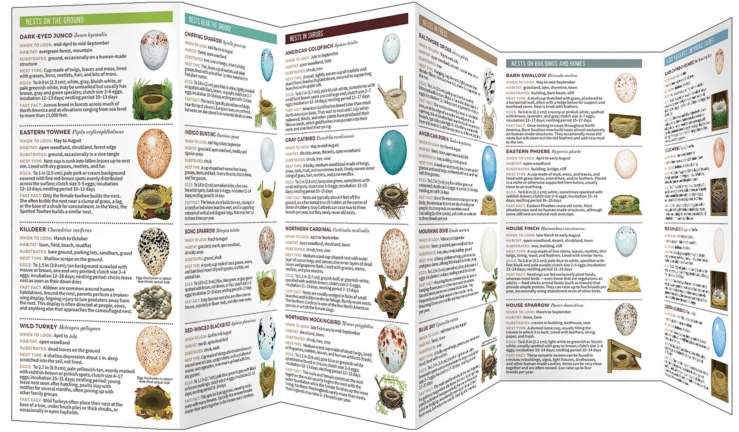 Nests and Eggs of North American Backyard Birds