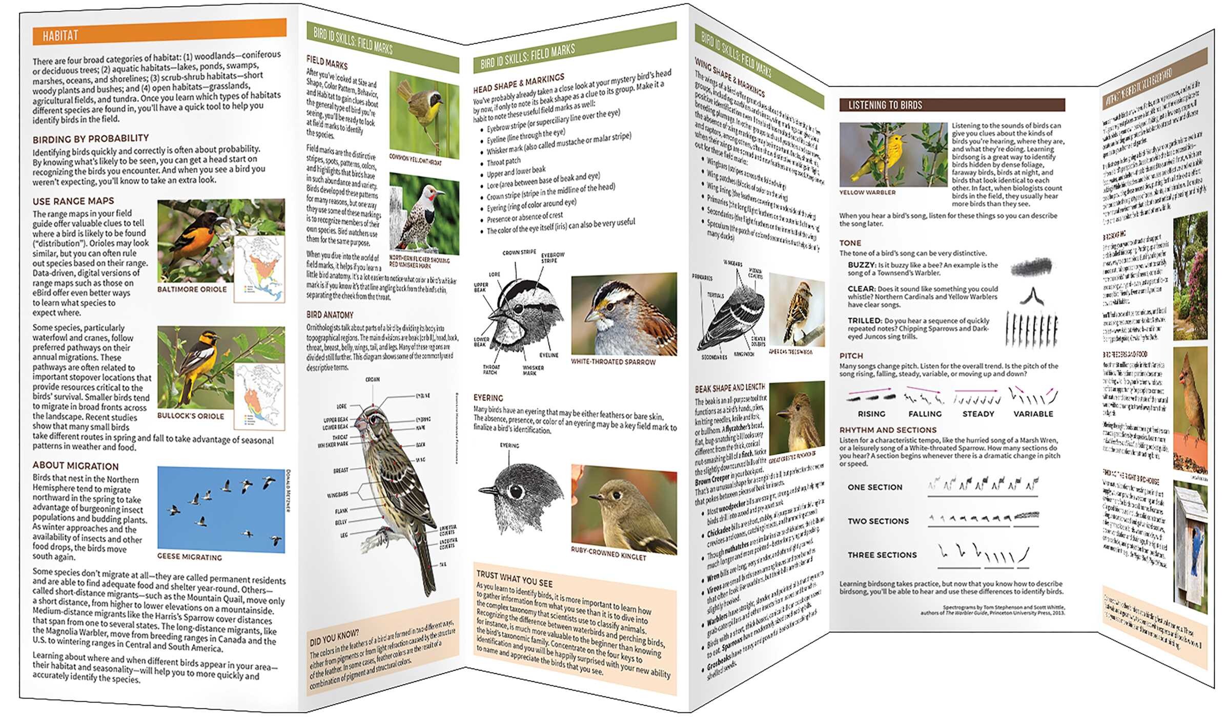 Birding 101