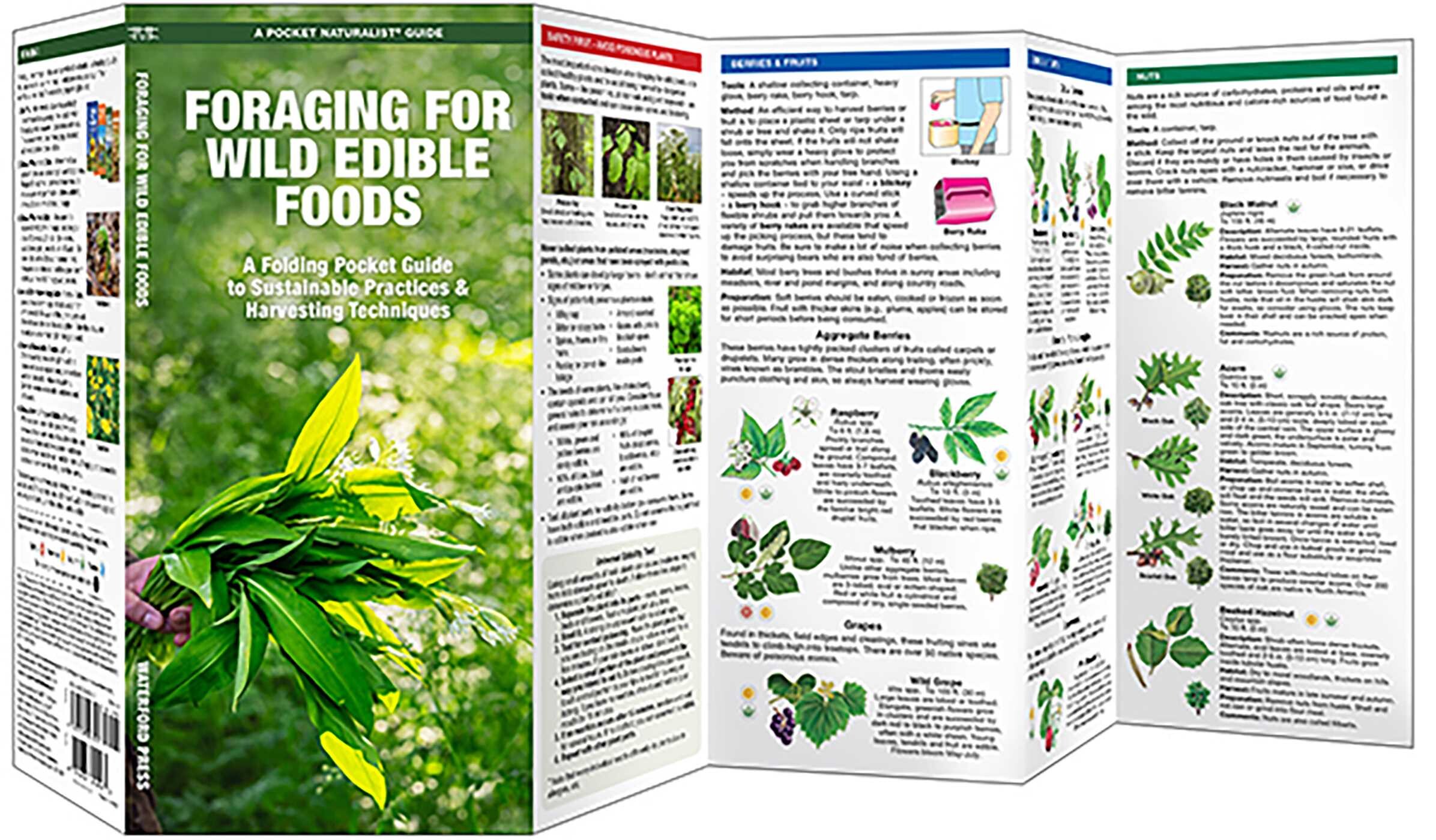 Foraging for Wild Edible Foods