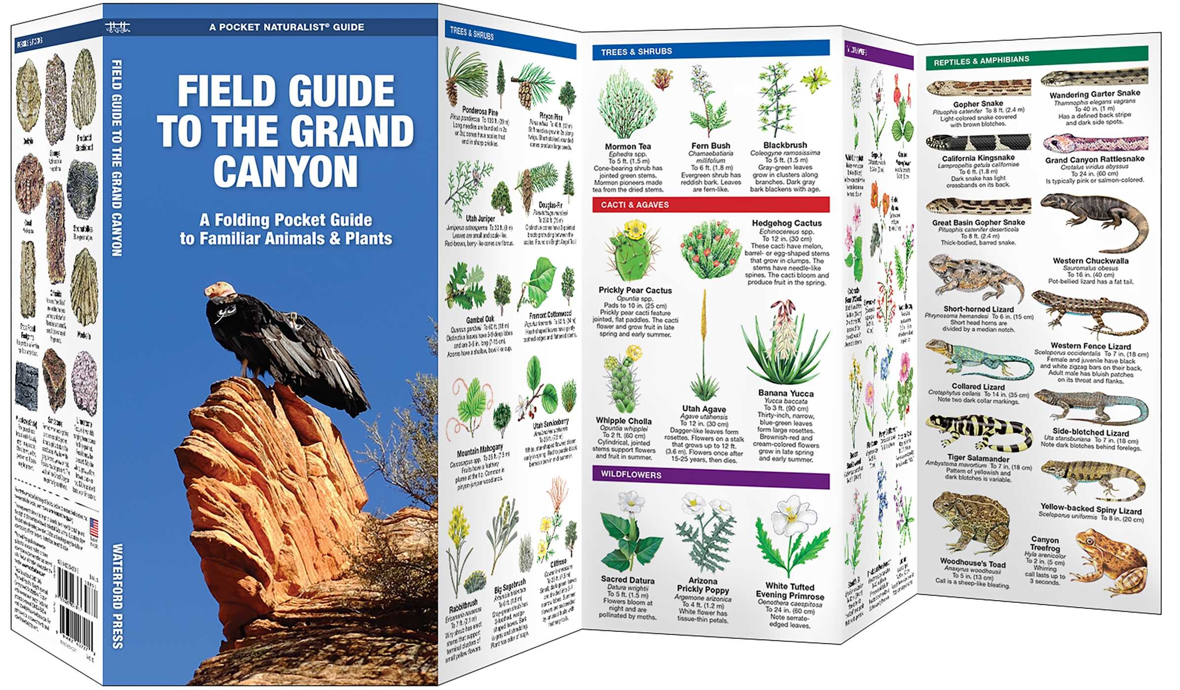 Grand Canyon, Field Guide to the, 2nd Ed