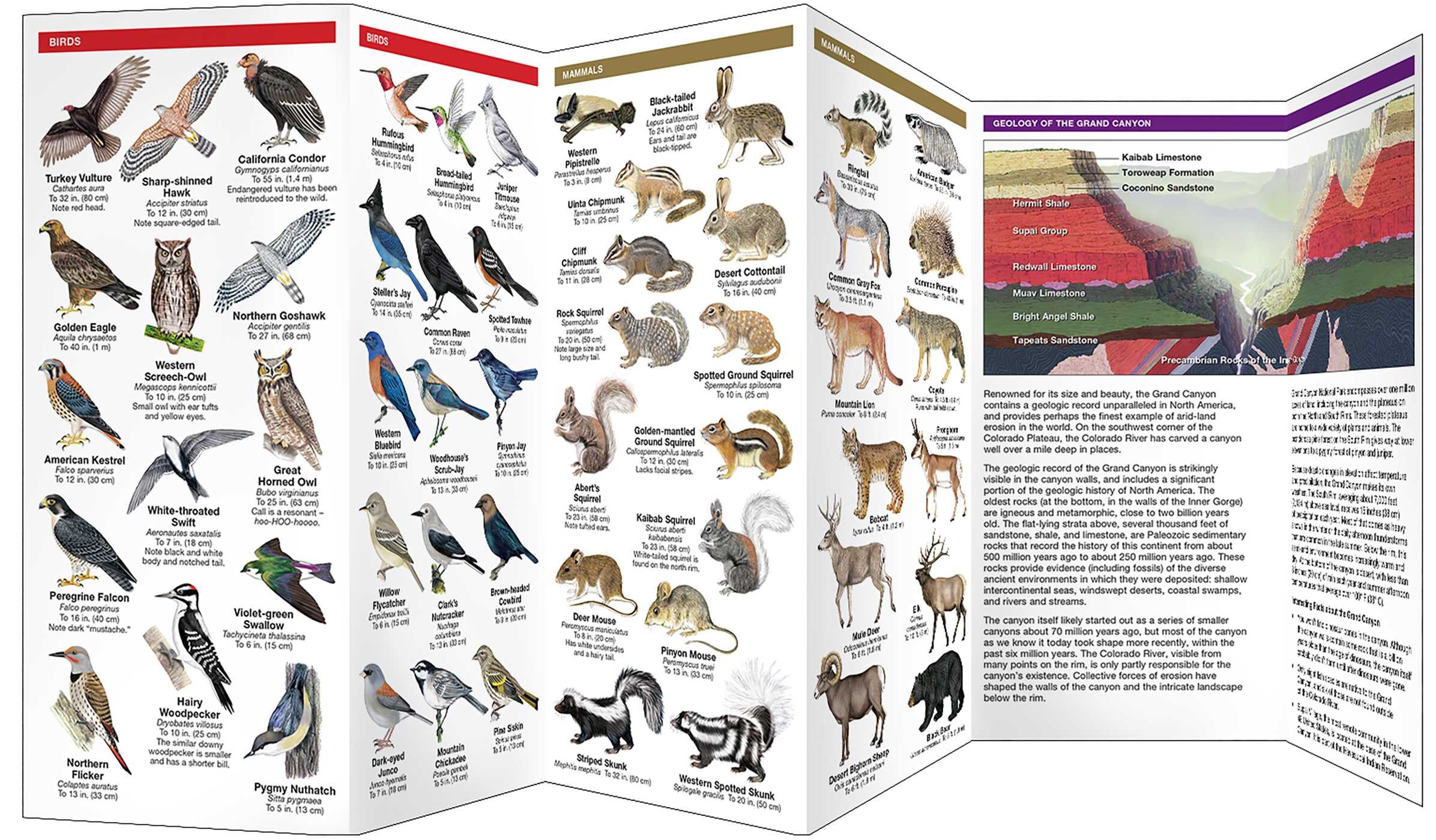 Grand Canyon, Field Guide to the, 2nd Ed