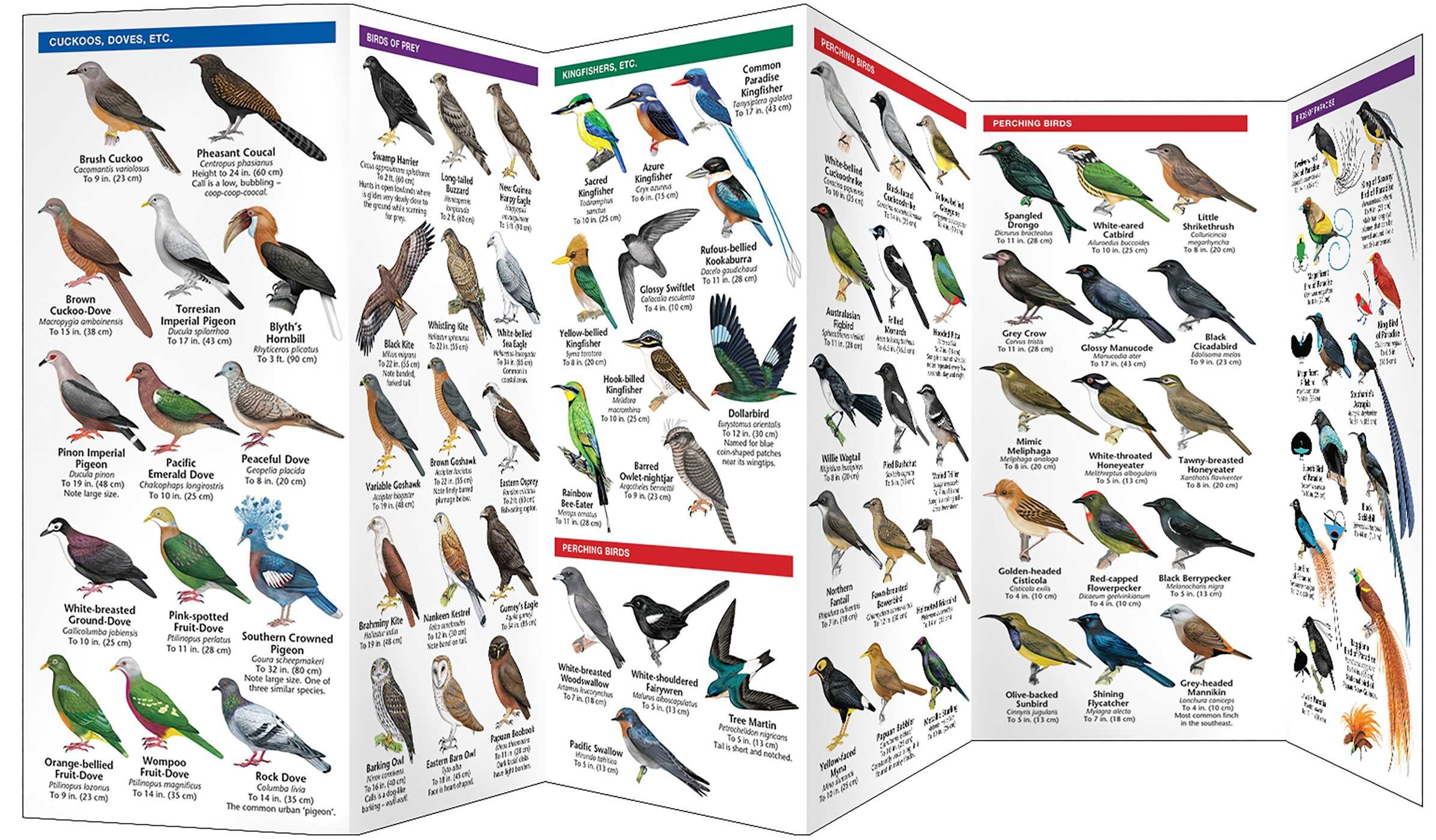 New Guinea Birds