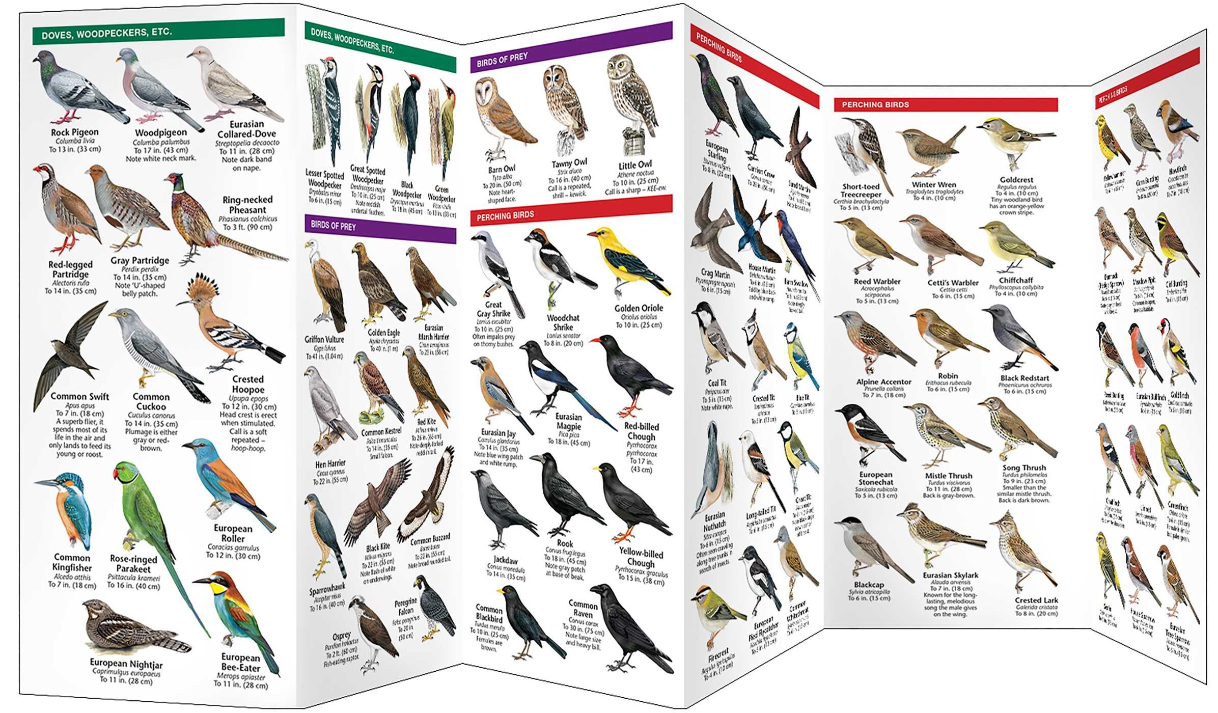 France Birds